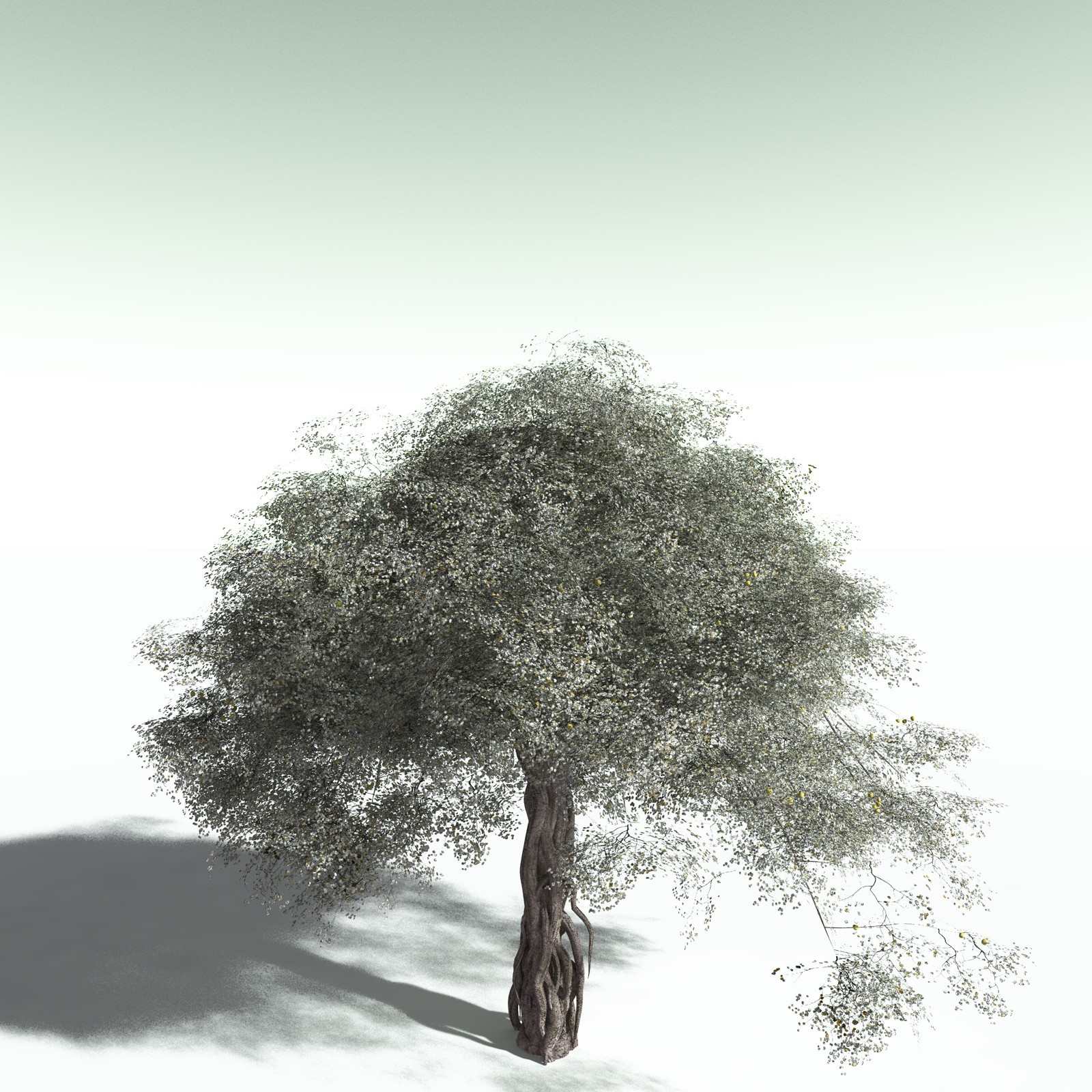 EVERYPlant Weeping Fig for Poser by N/A