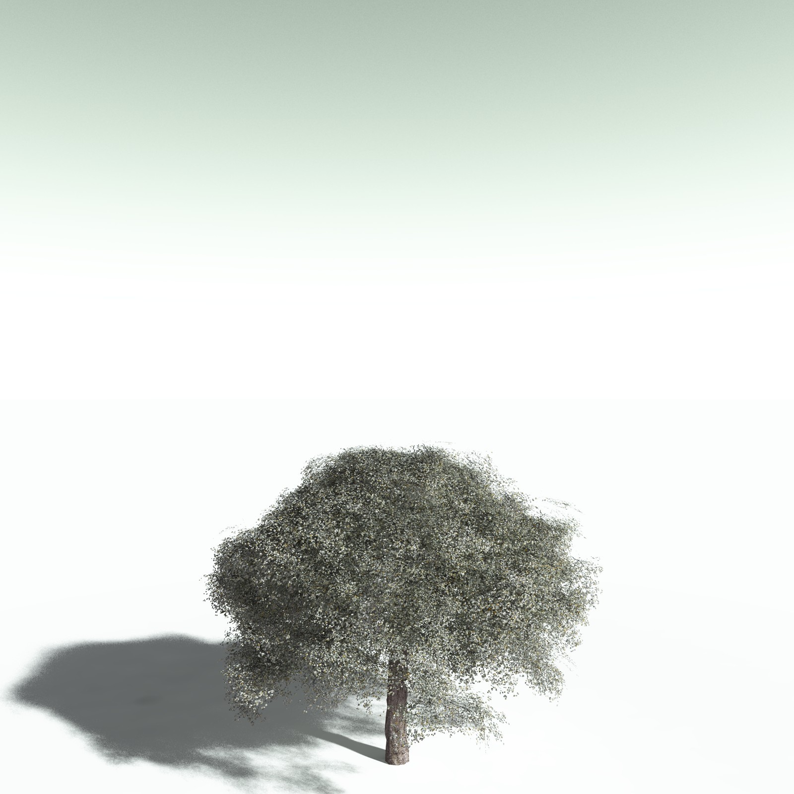 EVERYPlant Weeping Fig for Poser by N/A