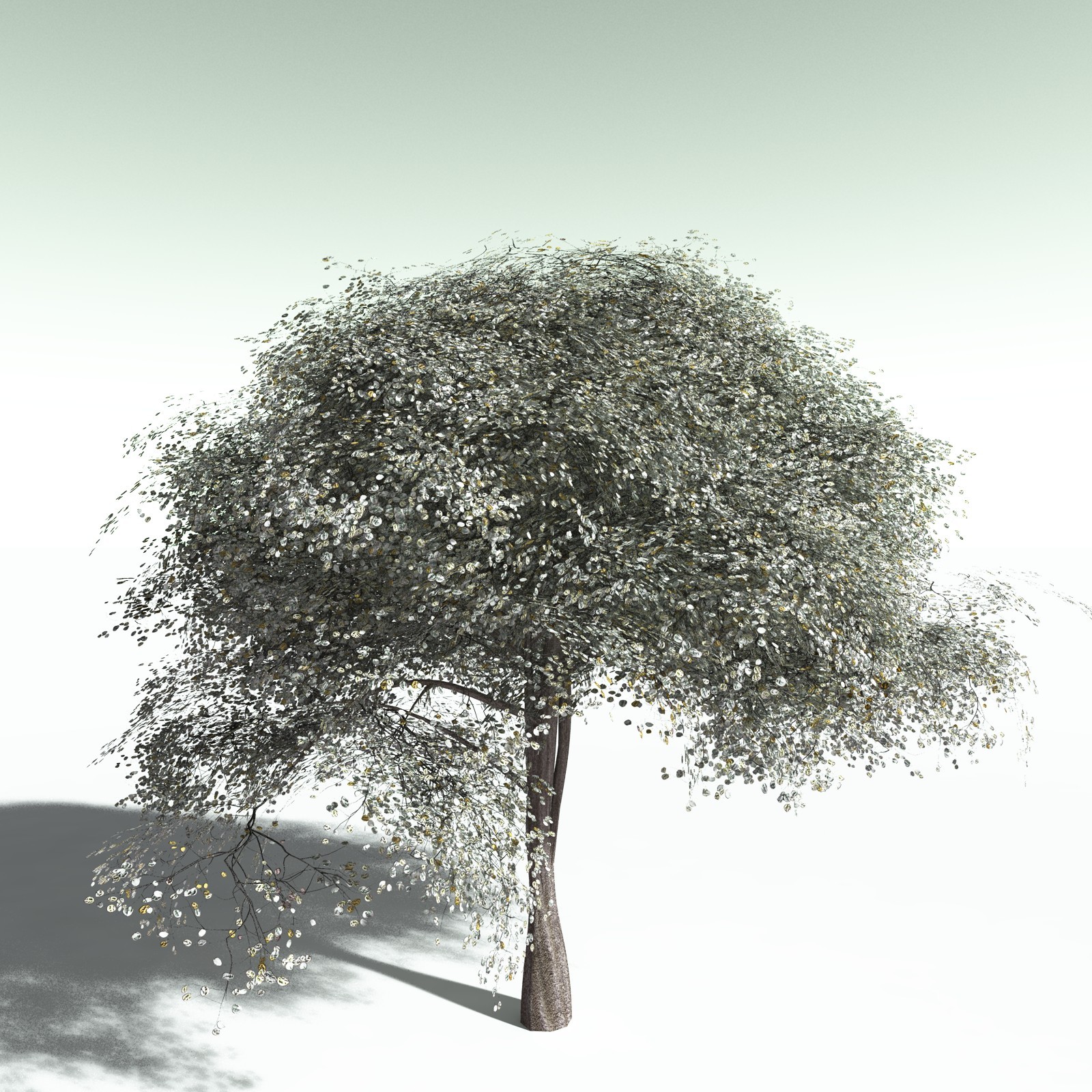EVERYPlant Weeping Fig for Poser by N/A