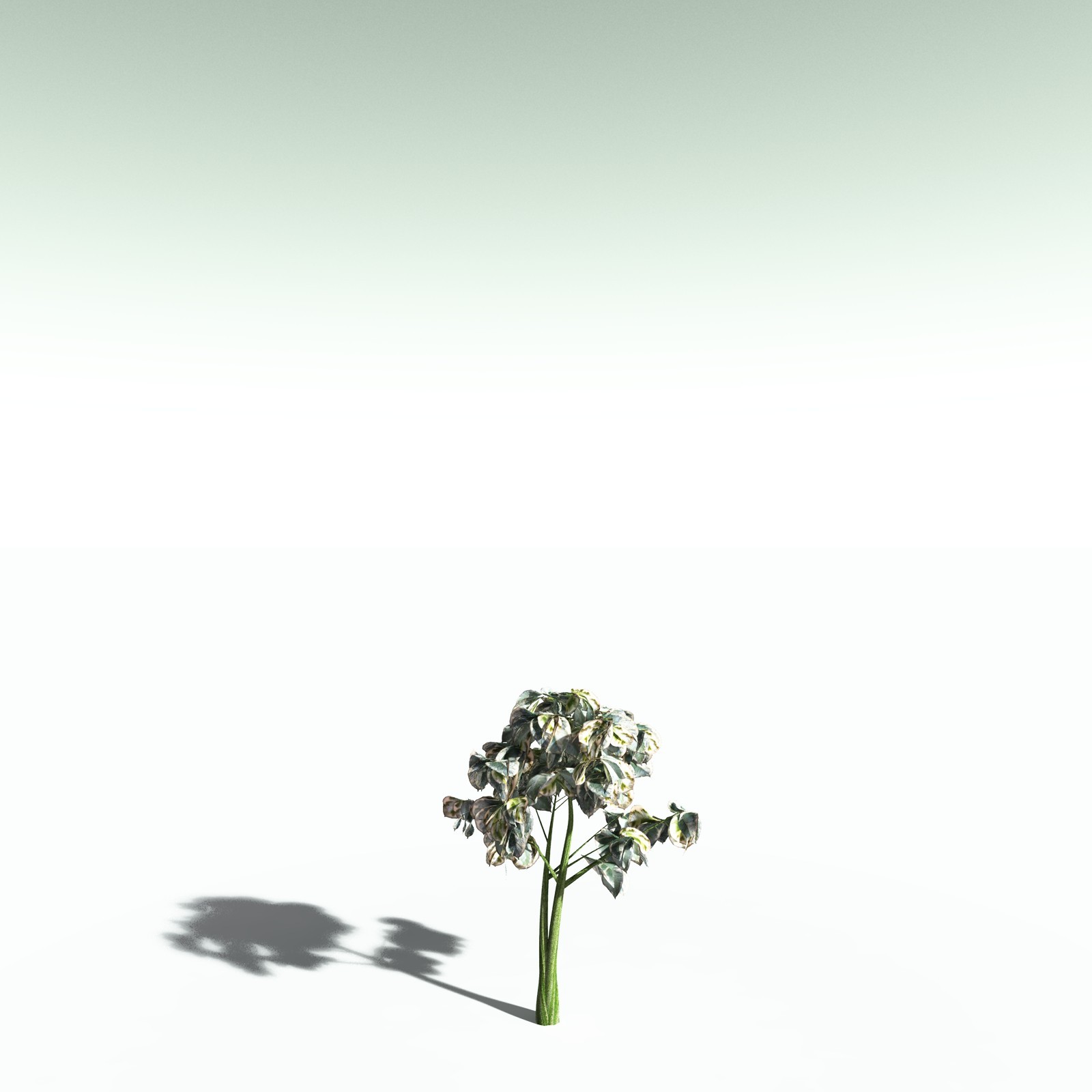 EVERYPlant Weeping Fig for Poser by N/A