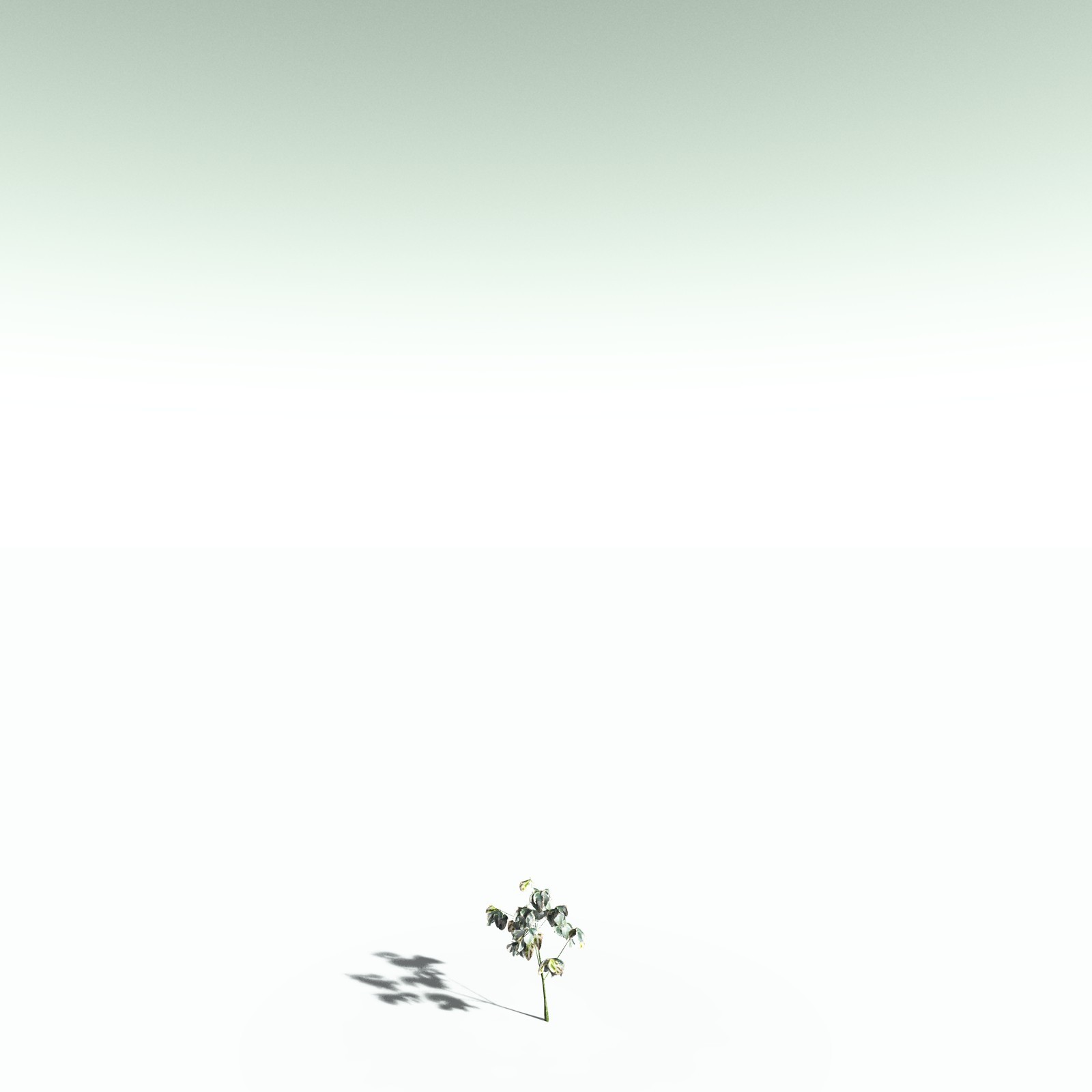 EVERYPlant Weeping Fig for Poser by N/A
