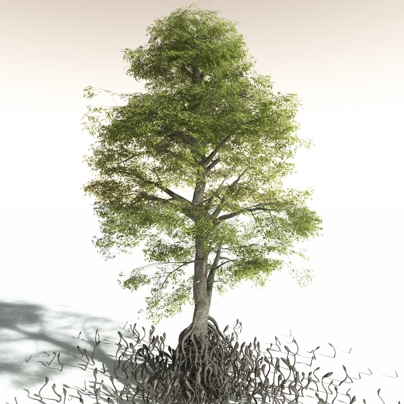 EVERYPlant Indian Mangrove for Daz by N/A