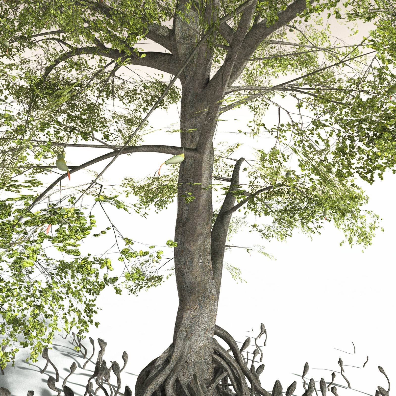 EVERYPlant Indian Mangrove for Daz by N/A