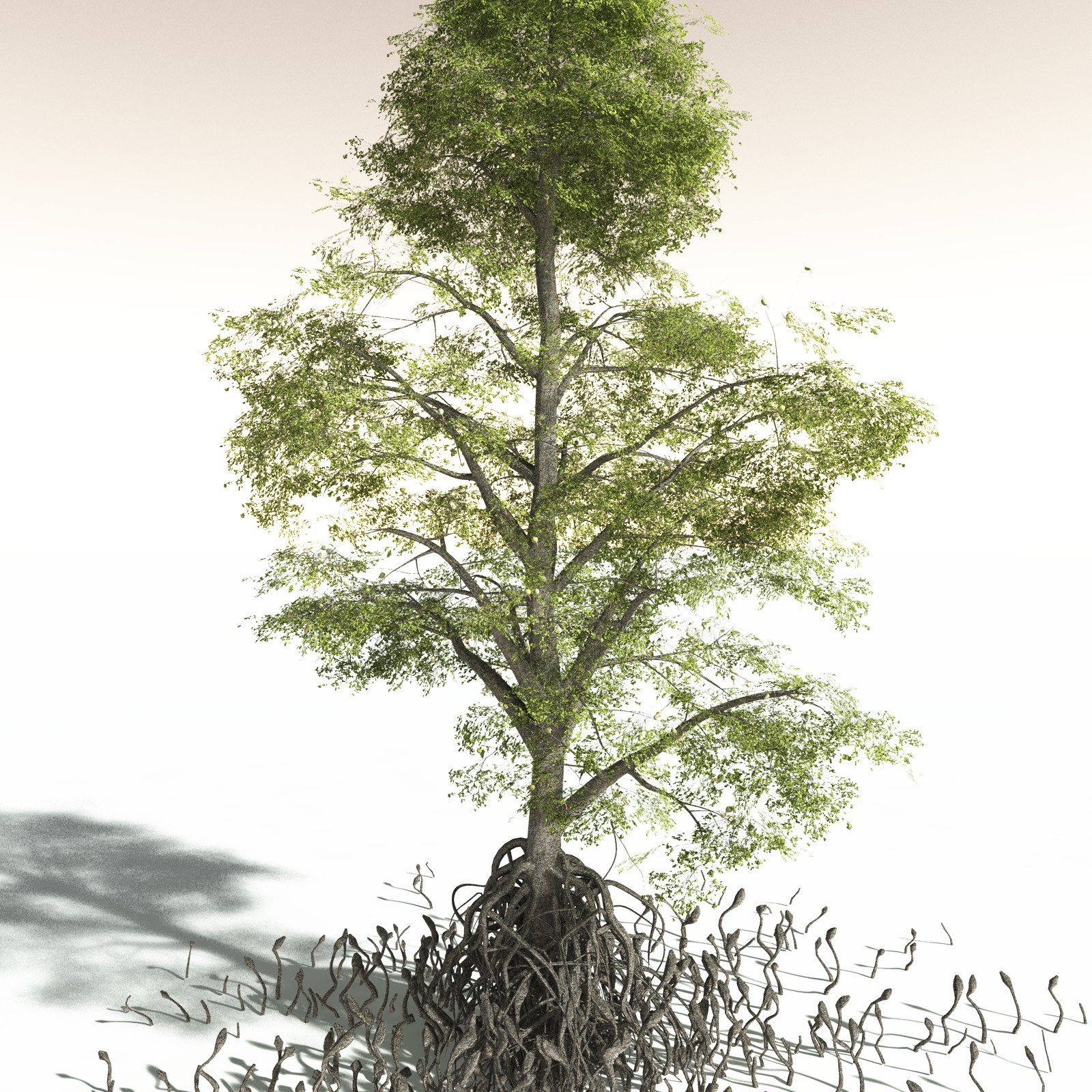 EVERYPlant Indian Mangrove for Daz by N/A