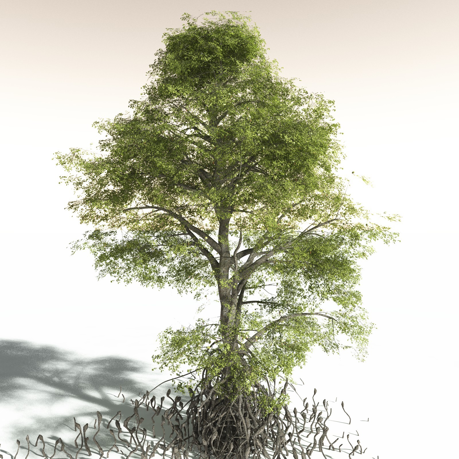 EVERYPlant Indian Mangrove for Daz by N/A