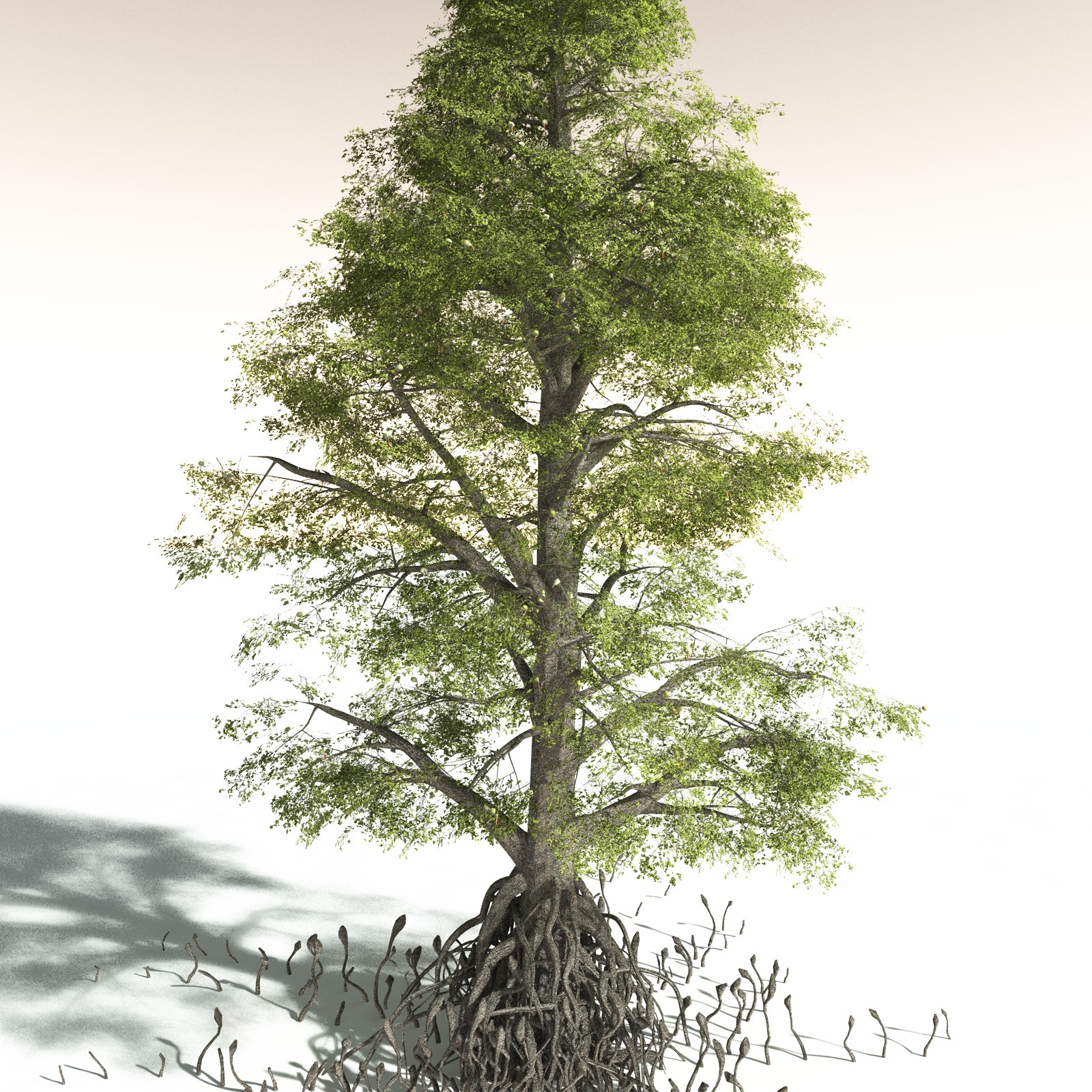 EVERYPlant Indian Mangrove for Daz by N/A
