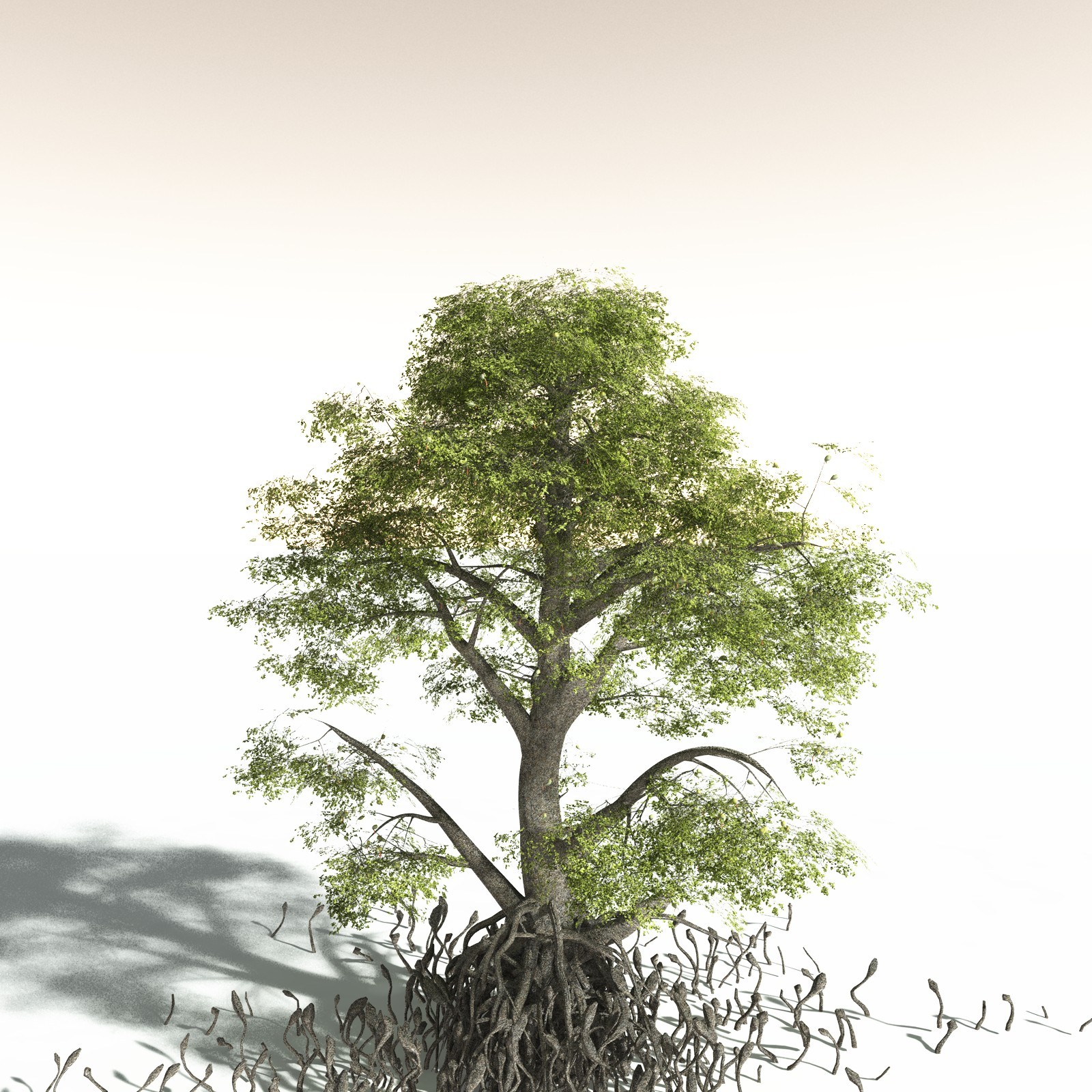 EVERYPlant Indian Mangrove for Daz by N/A