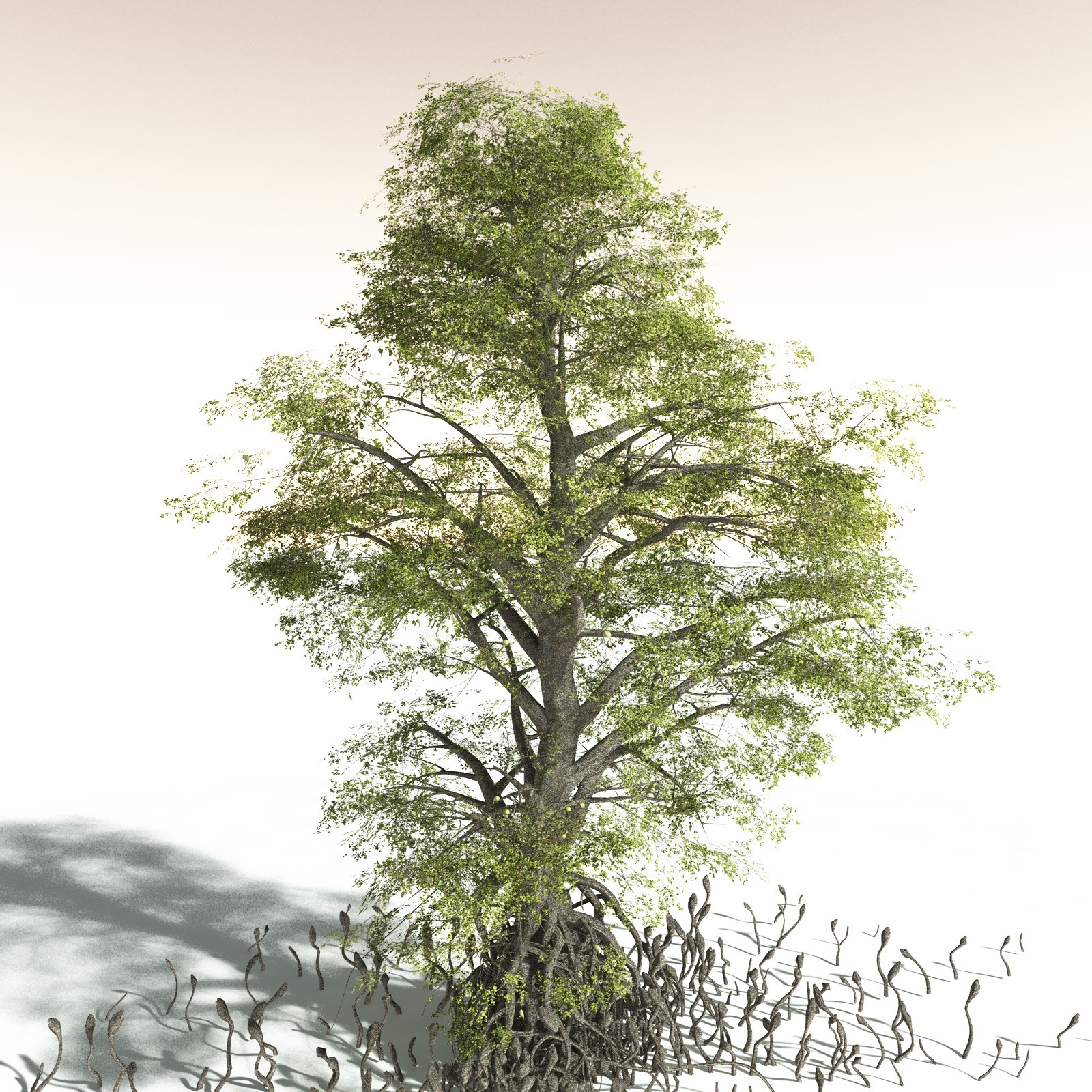 EVERYPlant Indian Mangrove for Daz by N/A