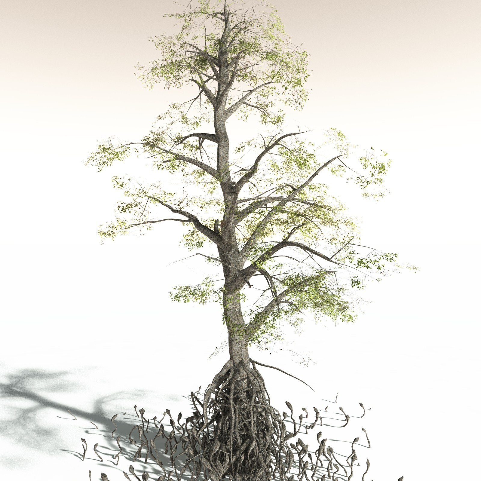 EVERYPlant Indian Mangrove for Daz by N/A