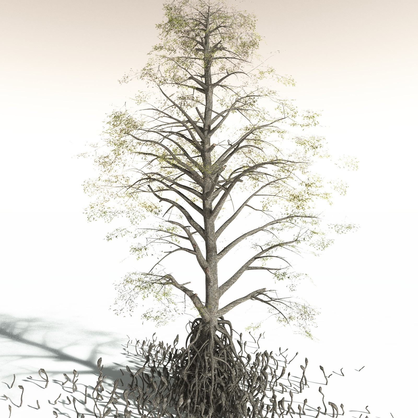 EVERYPlant Indian Mangrove for Daz by N/A
