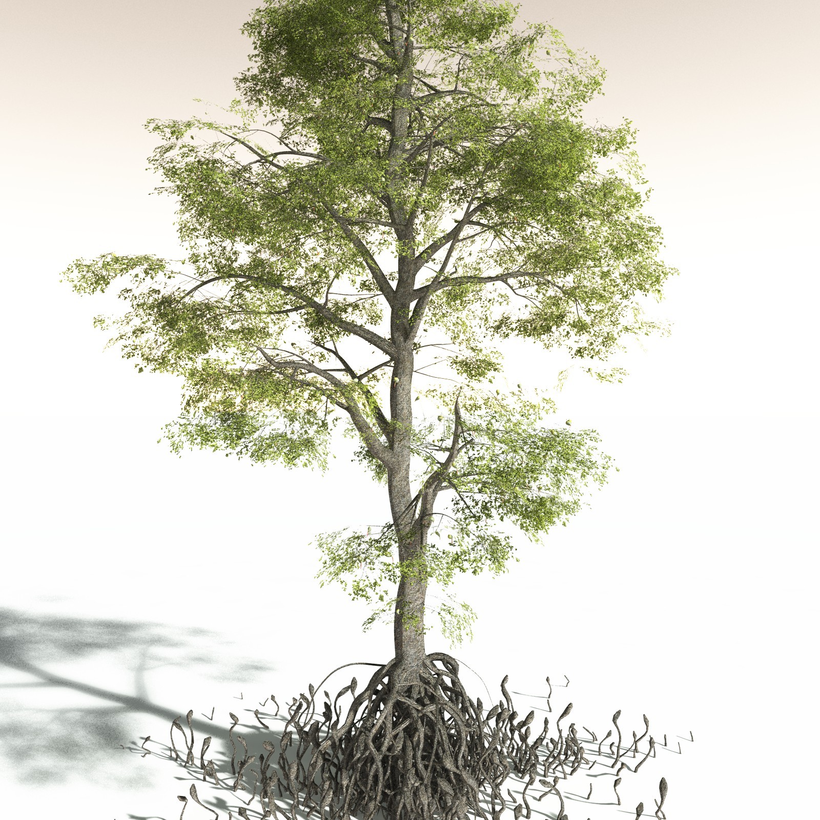 EVERYPlant Indian Mangrove for Daz by N/A