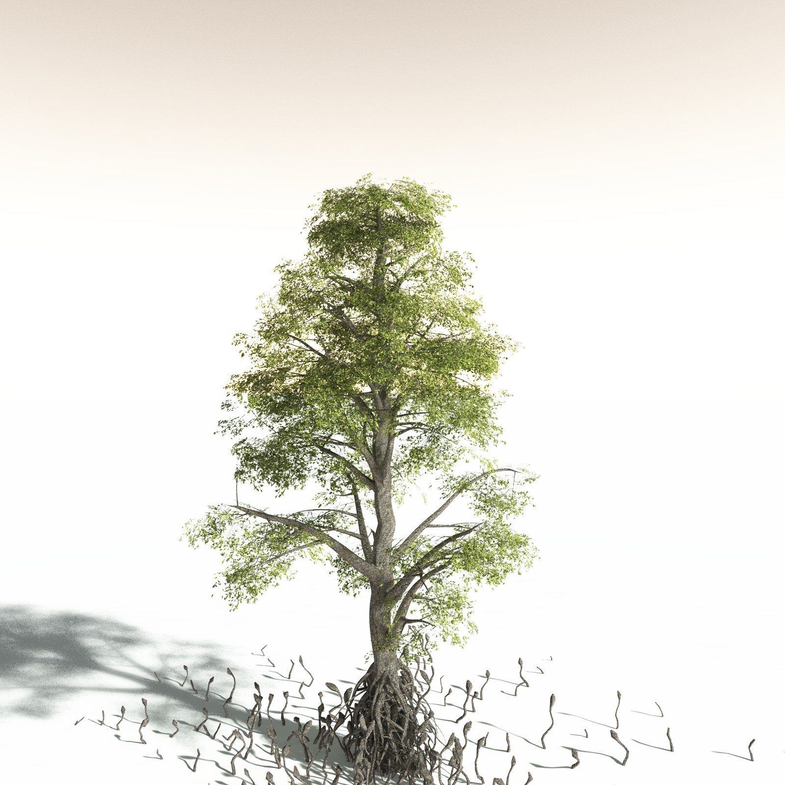 EVERYPlant Indian Mangrove for Daz by N/A