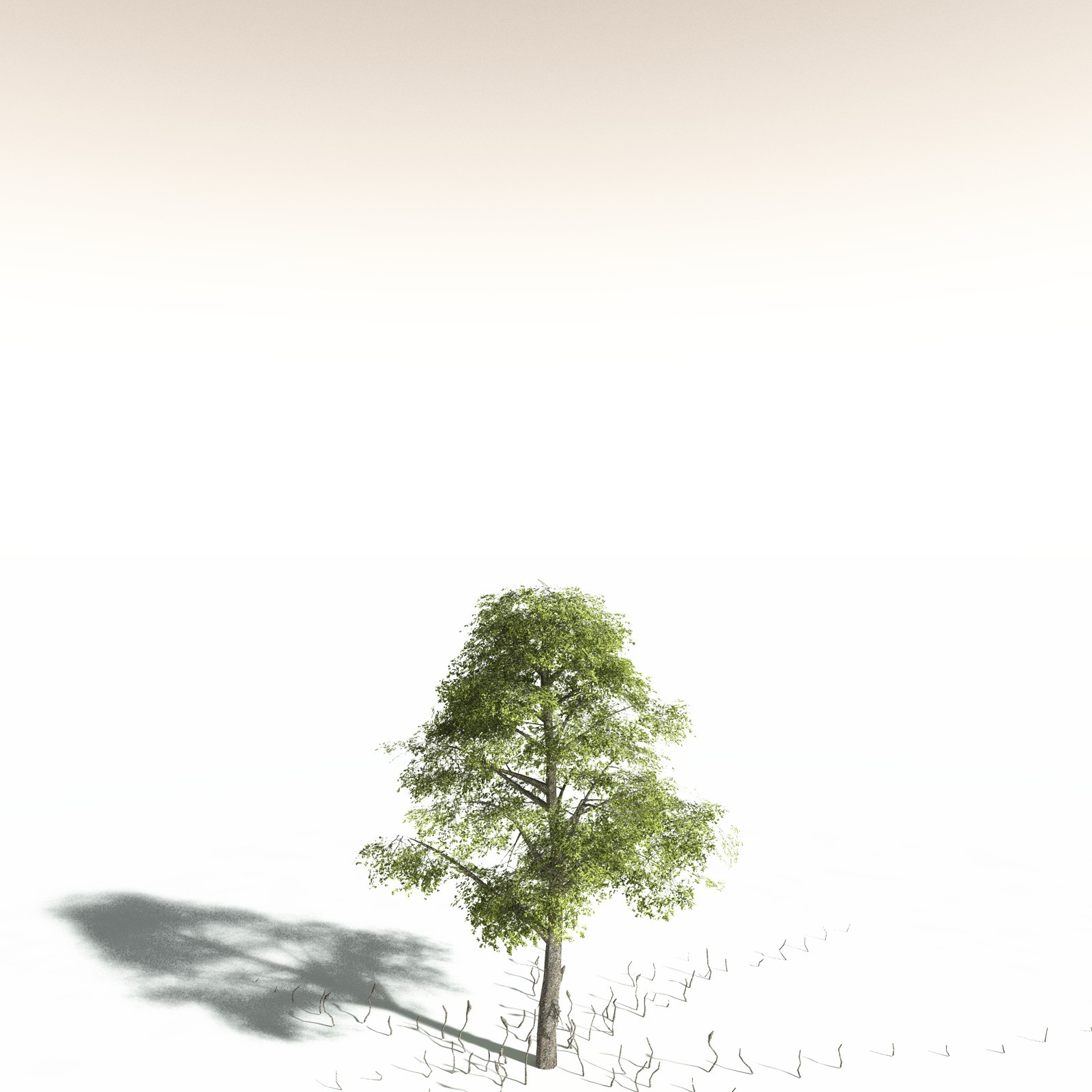 EVERYPlant Indian Mangrove for Daz by N/A