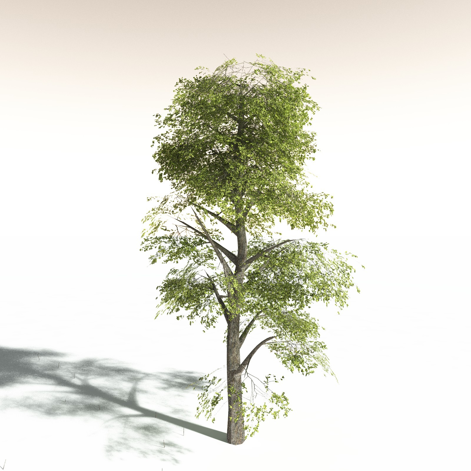EVERYPlant Indian Mangrove for Daz by N/A