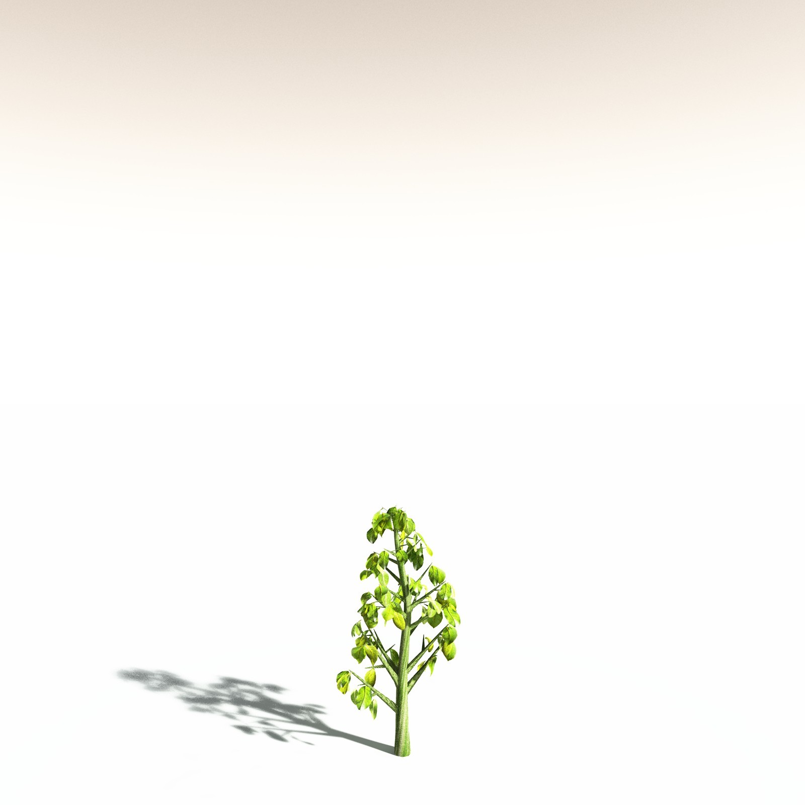 EVERYPlant Indian Mangrove for Daz by N/A