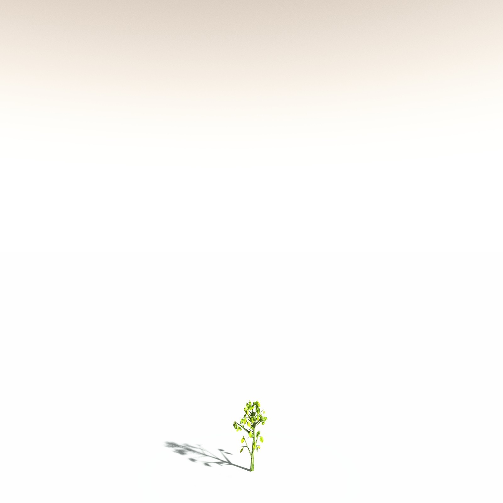 EVERYPlant Indian Mangrove for Daz by N/A