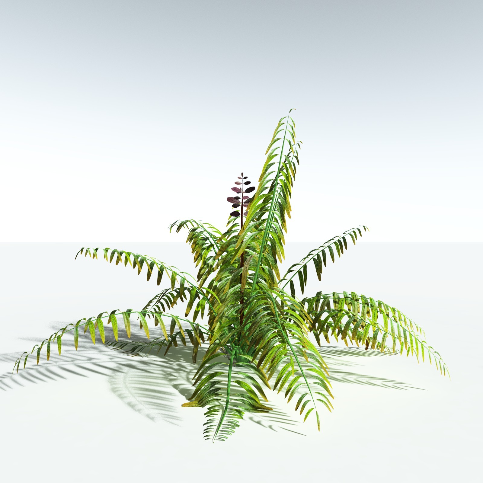 EVERYPlant Mangrove Fern for Vue by N/A