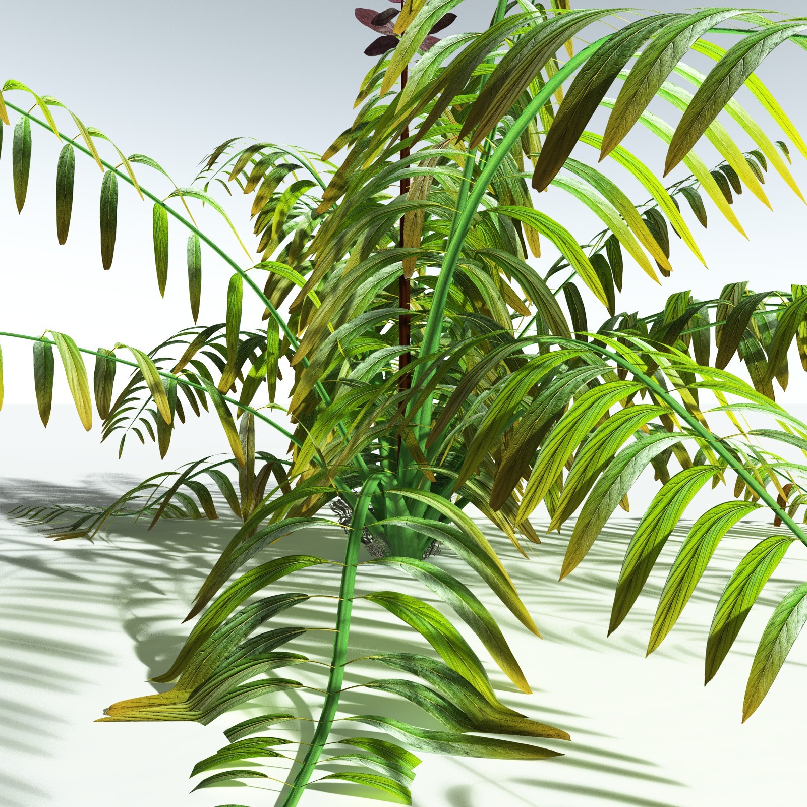 EVERYPlant Mangrove Fern for Vue by N/A