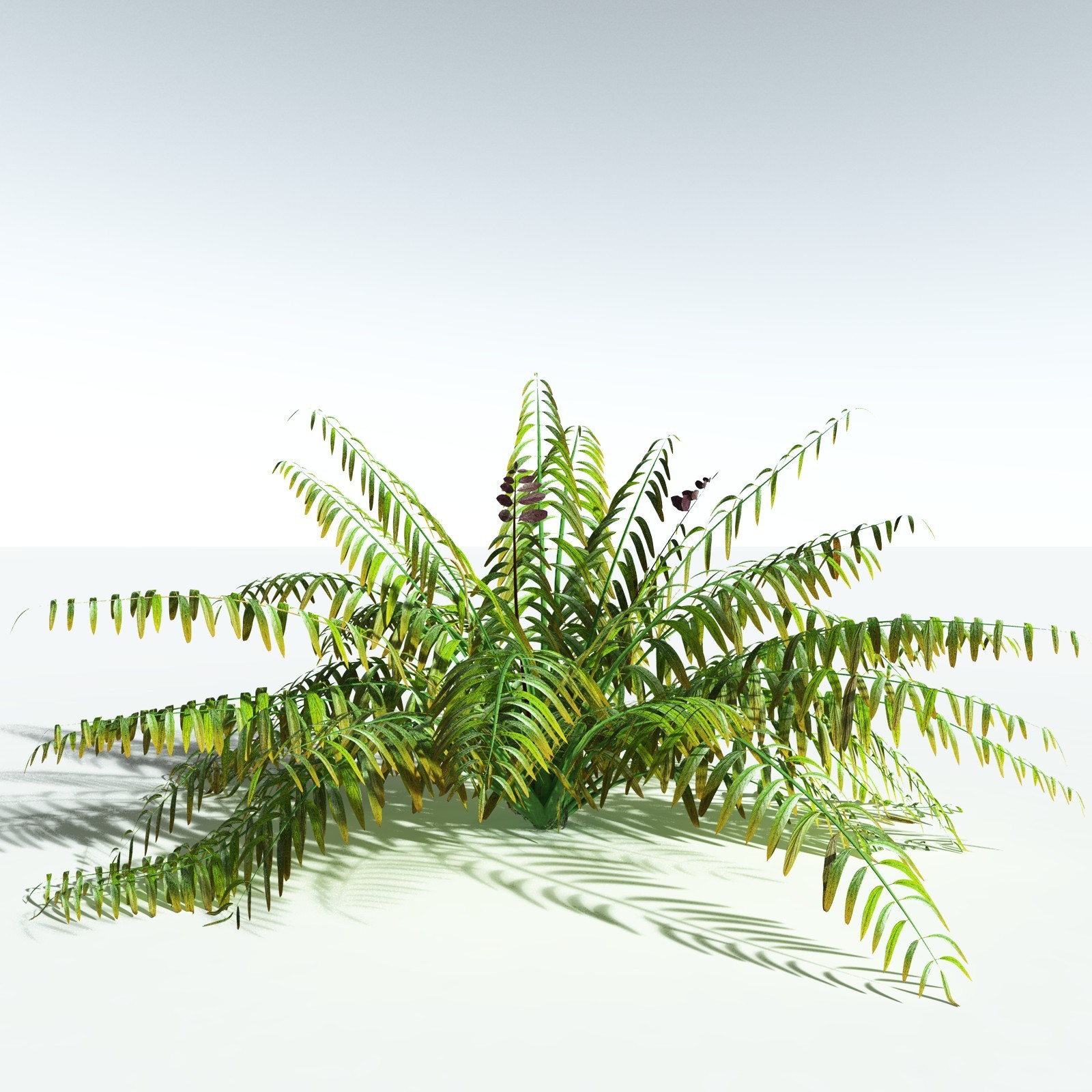 EVERYPlant Mangrove Fern for Vue by N/A