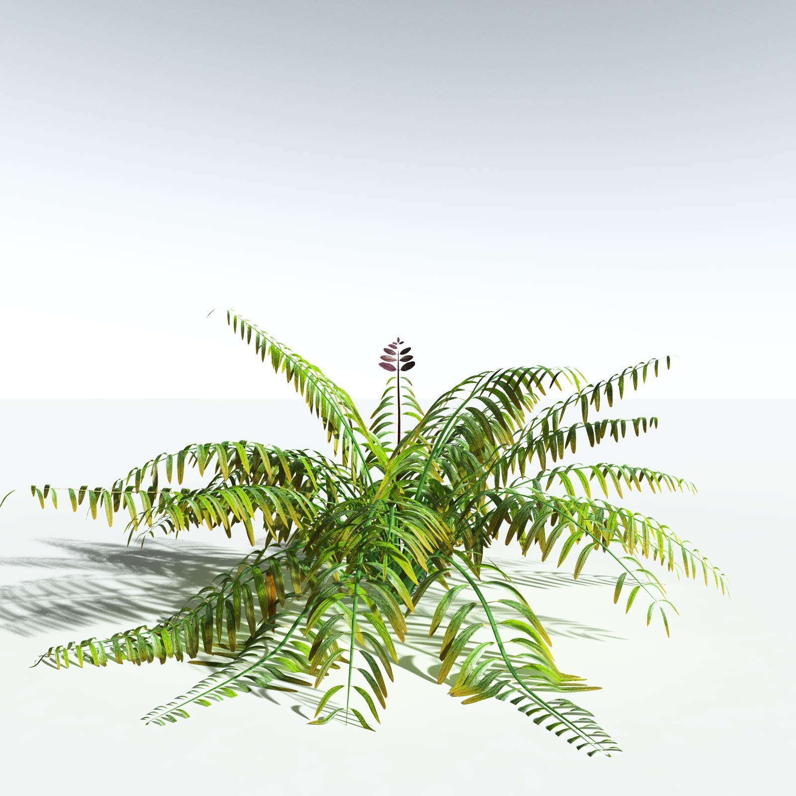 EVERYPlant Mangrove Fern for Vue by N/A