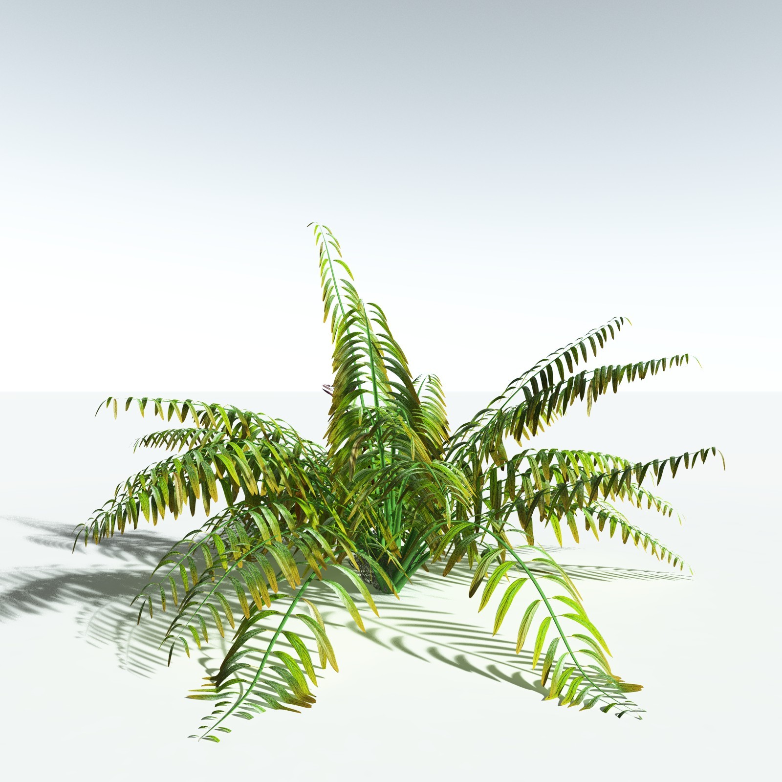 EVERYPlant Mangrove Fern for Vue by N/A