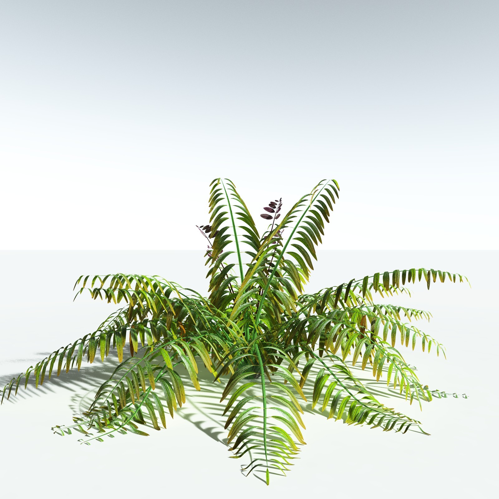 EVERYPlant Mangrove Fern for Vue by N/A