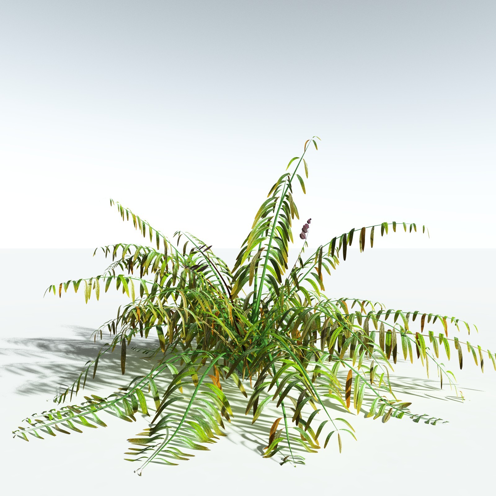 EVERYPlant Mangrove Fern for Vue by N/A