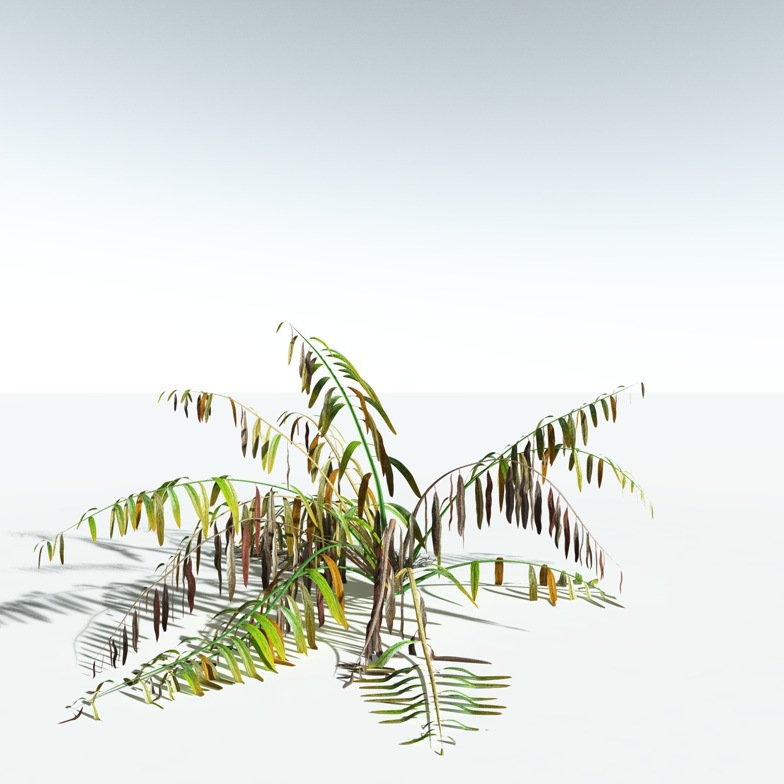 EVERYPlant Mangrove Fern for Vue by N/A