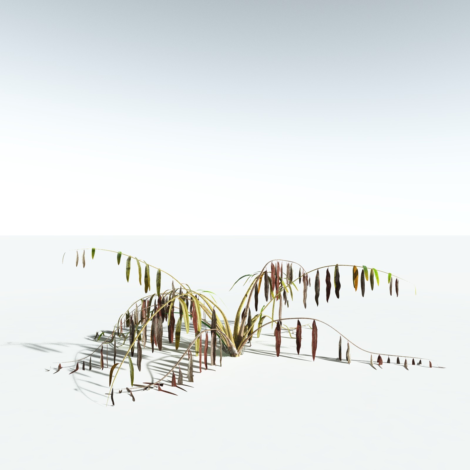 EVERYPlant Mangrove Fern for Vue by N/A