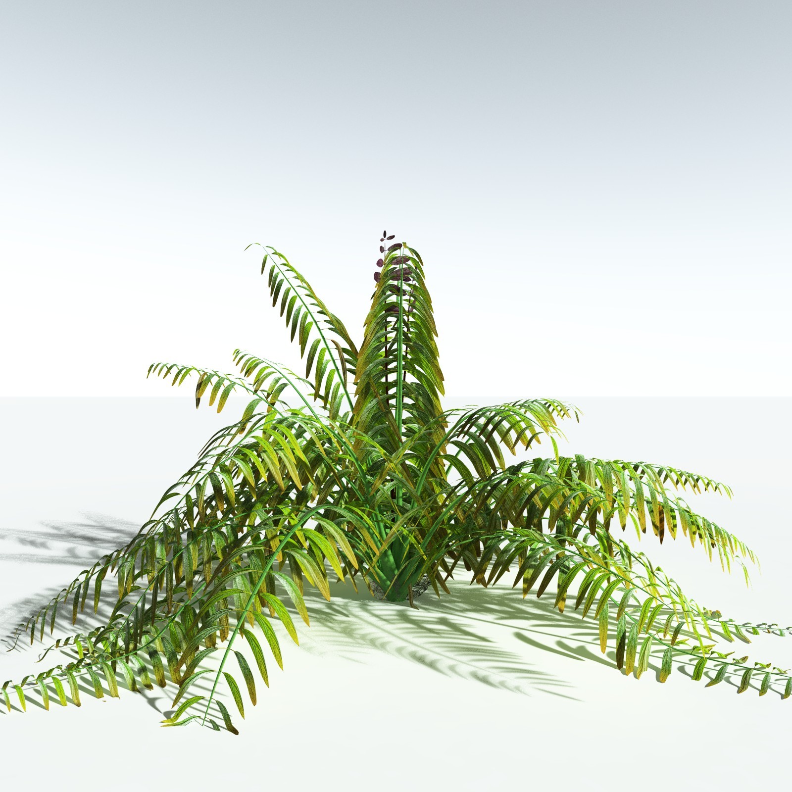 EVERYPlant Mangrove Fern for Vue by N/A
