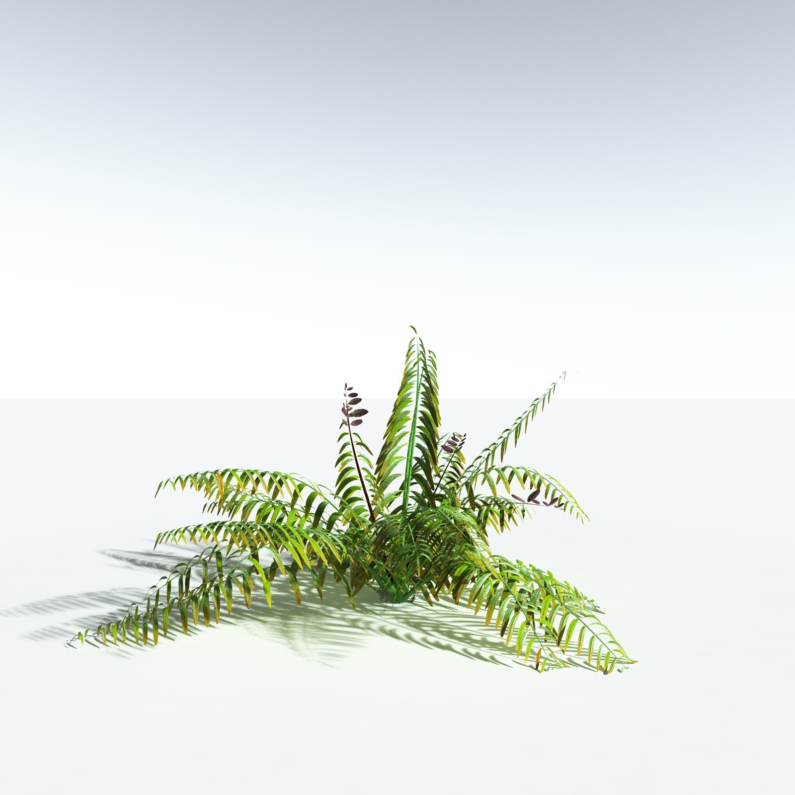 EVERYPlant Mangrove Fern for Vue by N/A