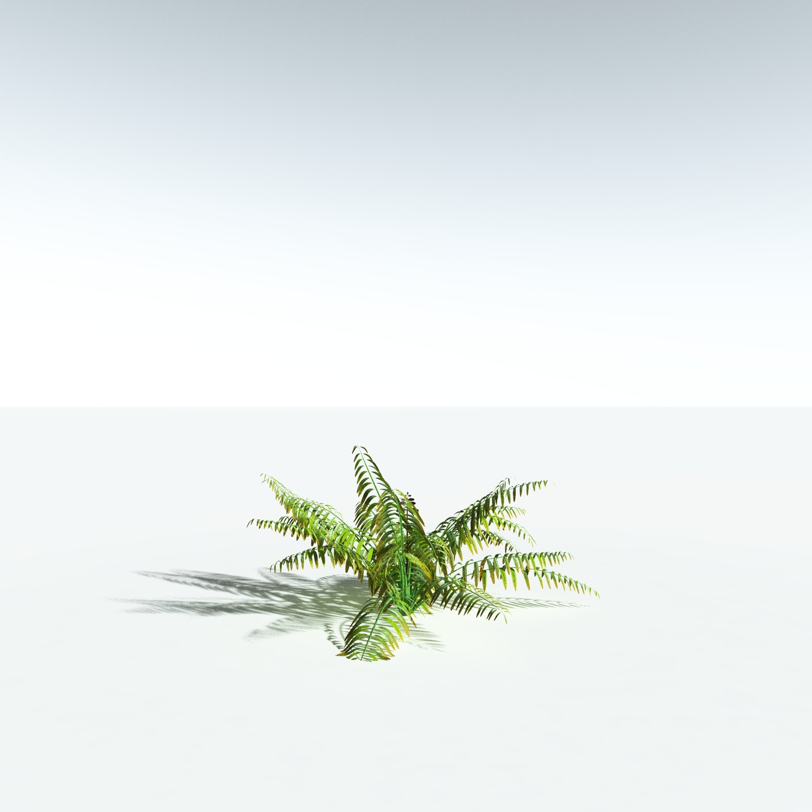 EVERYPlant Mangrove Fern for Vue by N/A