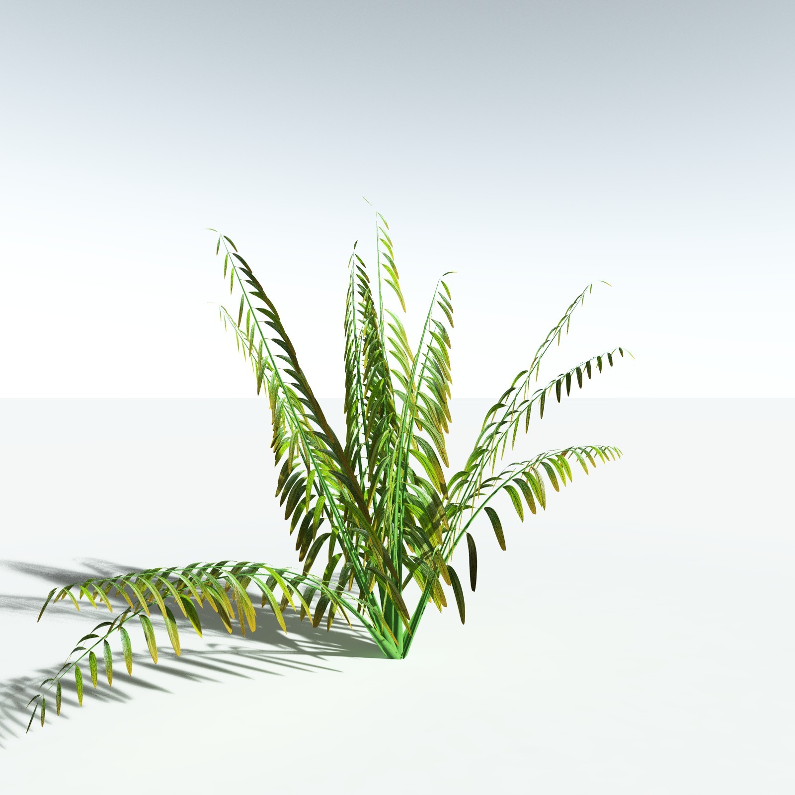 EVERYPlant Mangrove Fern for Vue by N/A