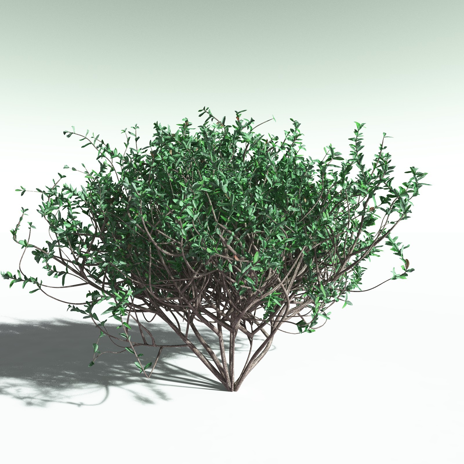 EVERYPlant Nilad for Poser by N/A