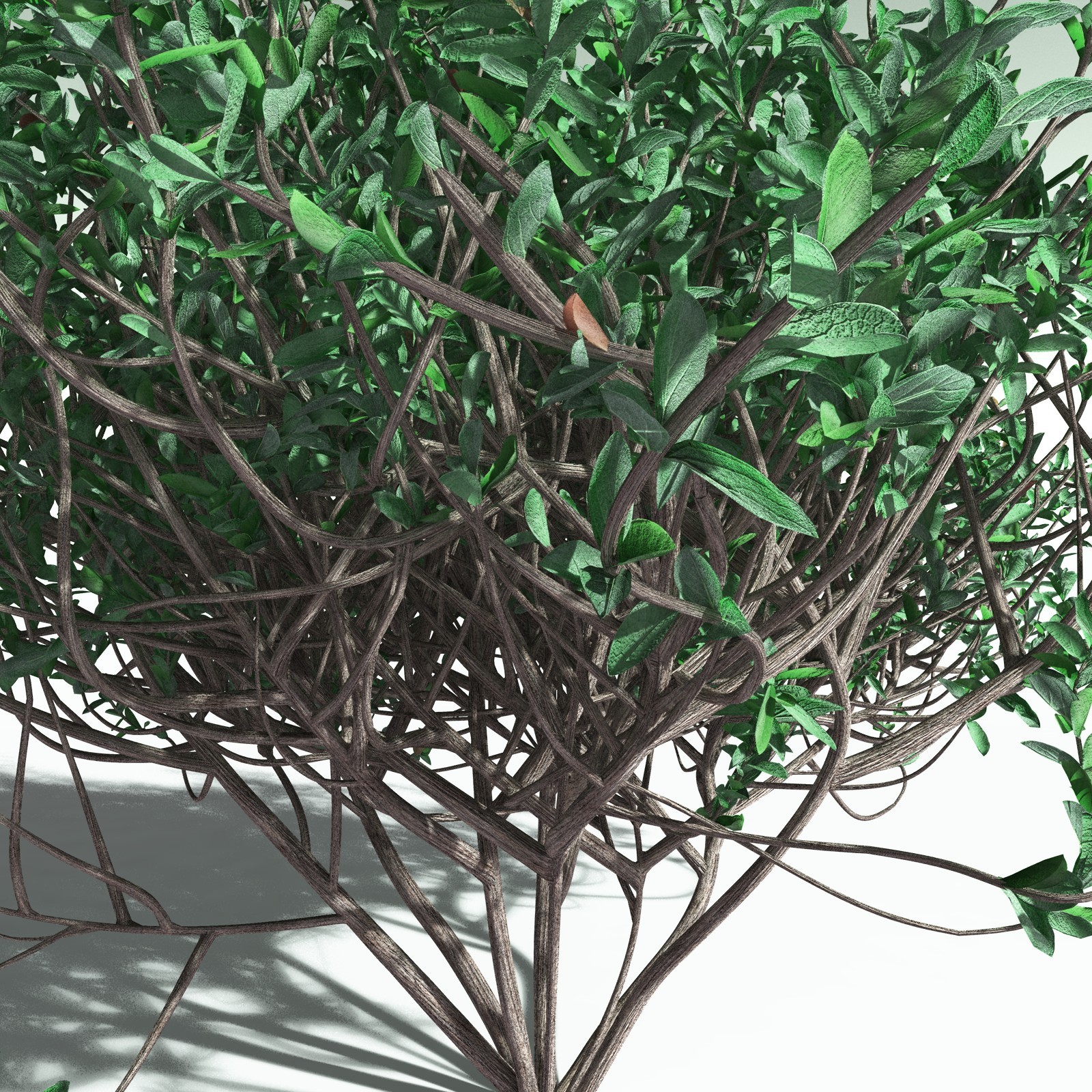 EVERYPlant Nilad for Poser by N/A