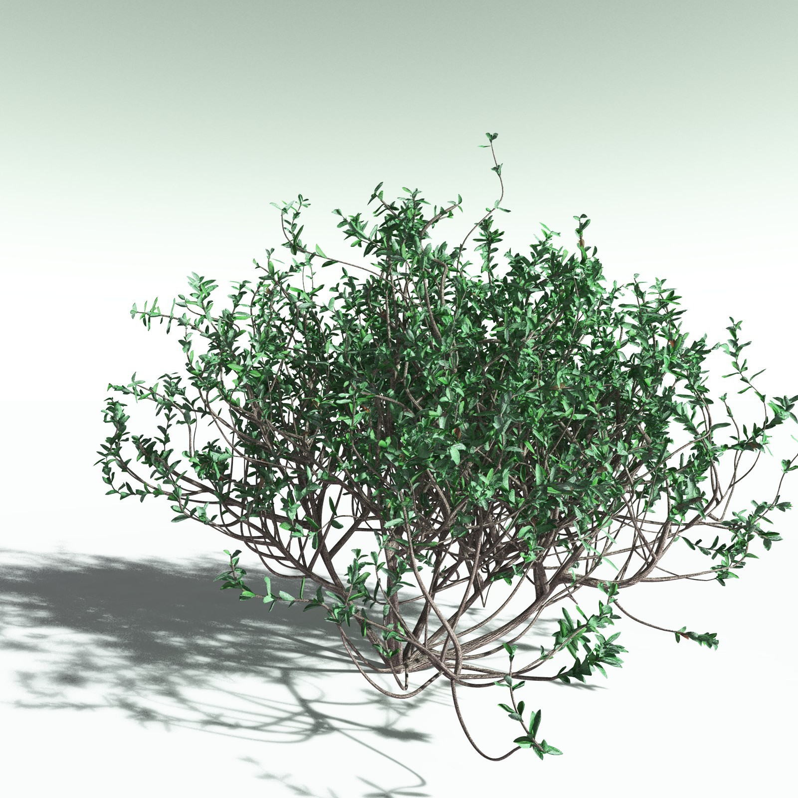 EVERYPlant Nilad for Poser by N/A