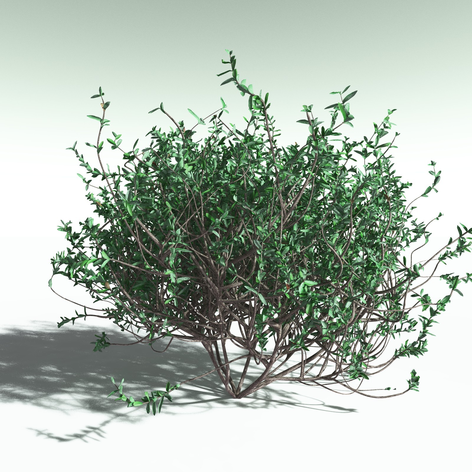 EVERYPlant Nilad for Poser by N/A