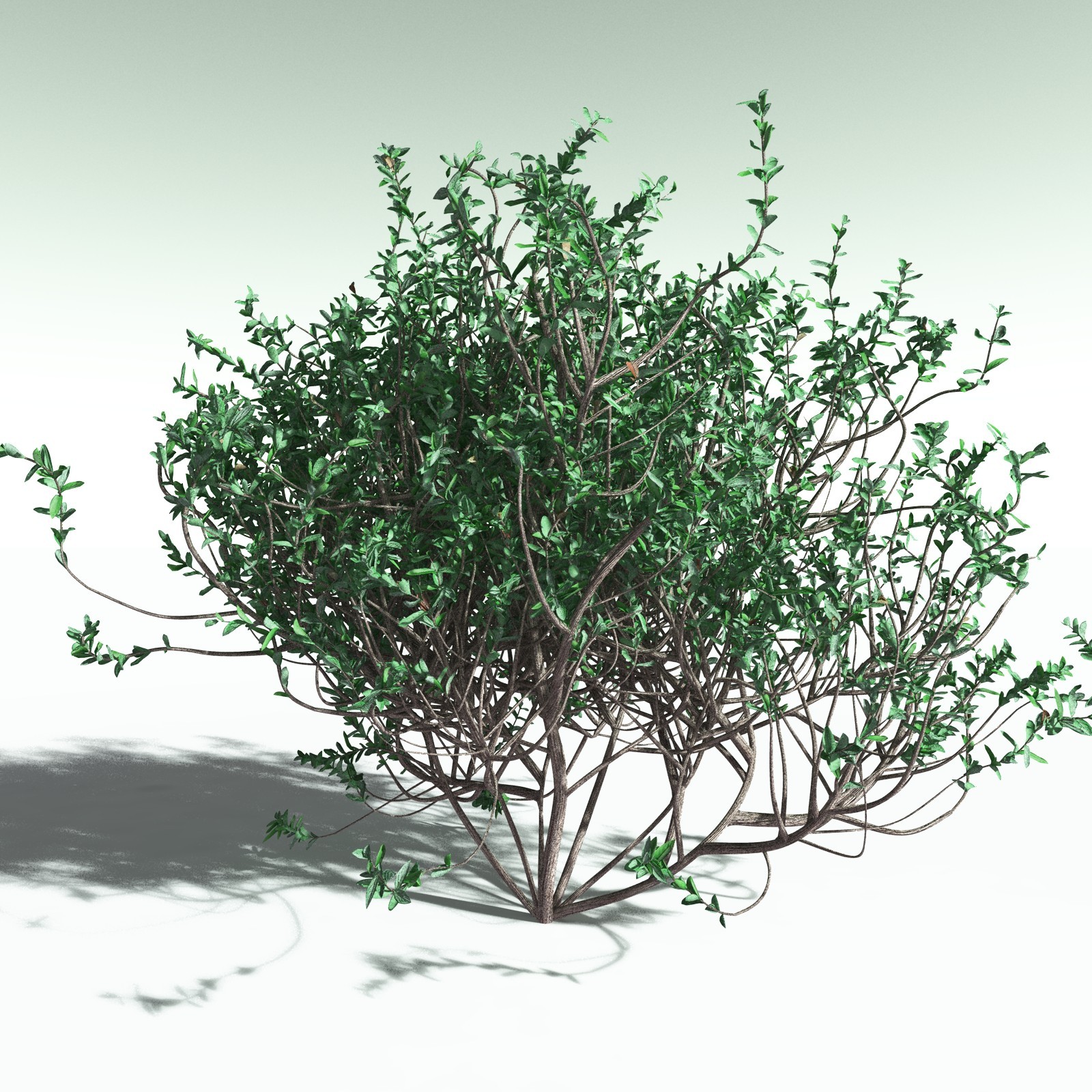 EVERYPlant Nilad for Poser by N/A