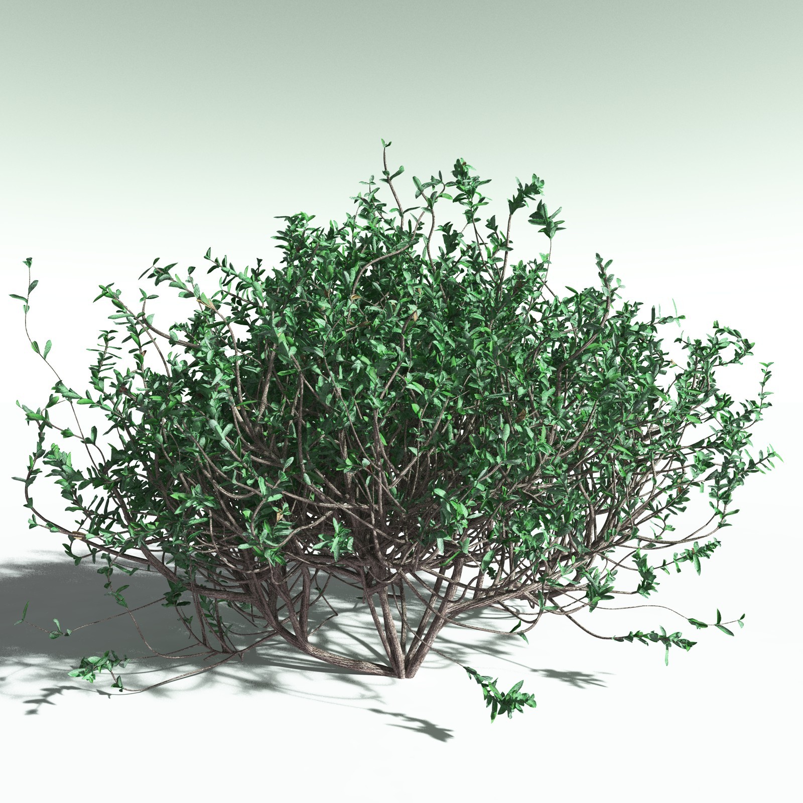 EVERYPlant Nilad for Poser by N/A