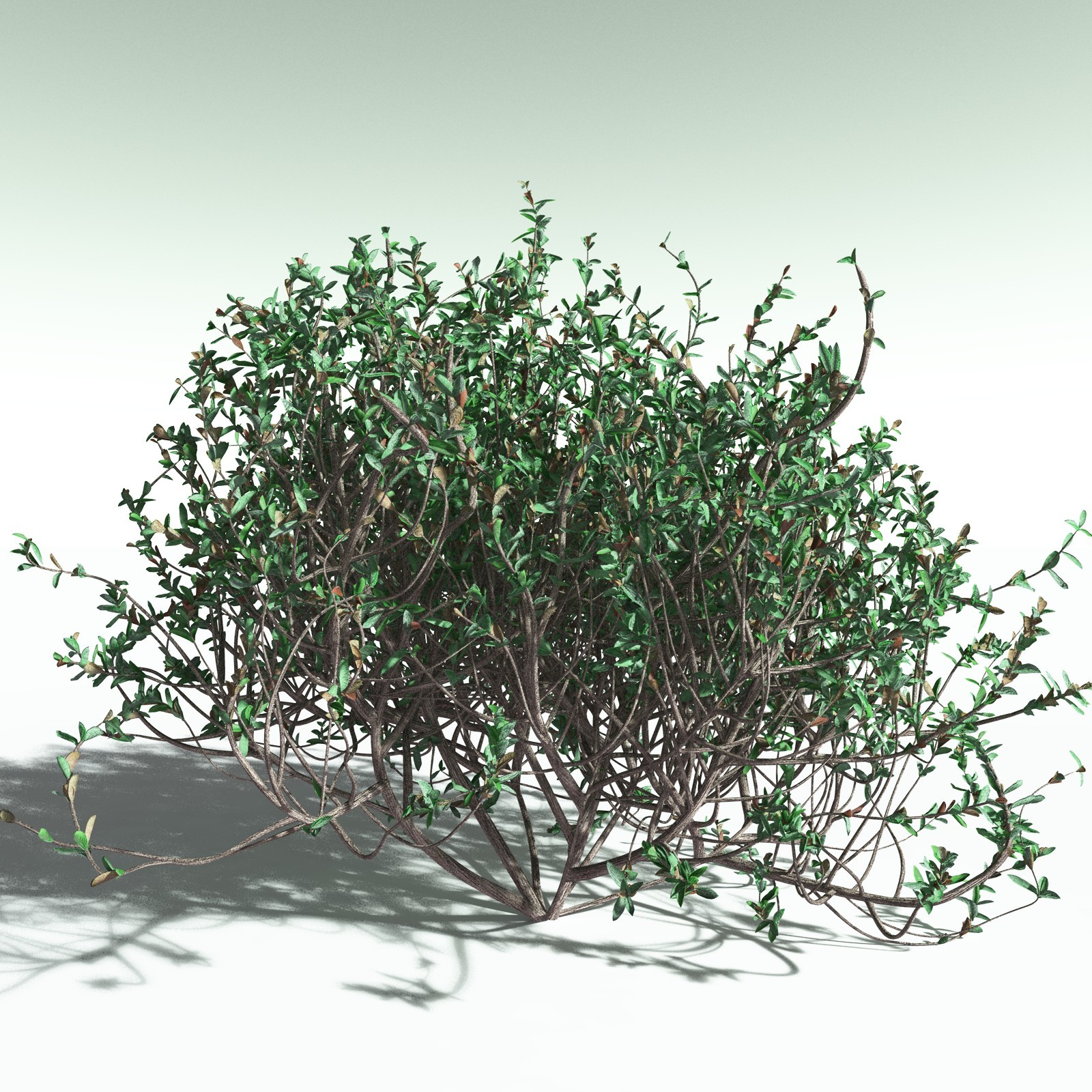 EVERYPlant Nilad for Poser by N/A
