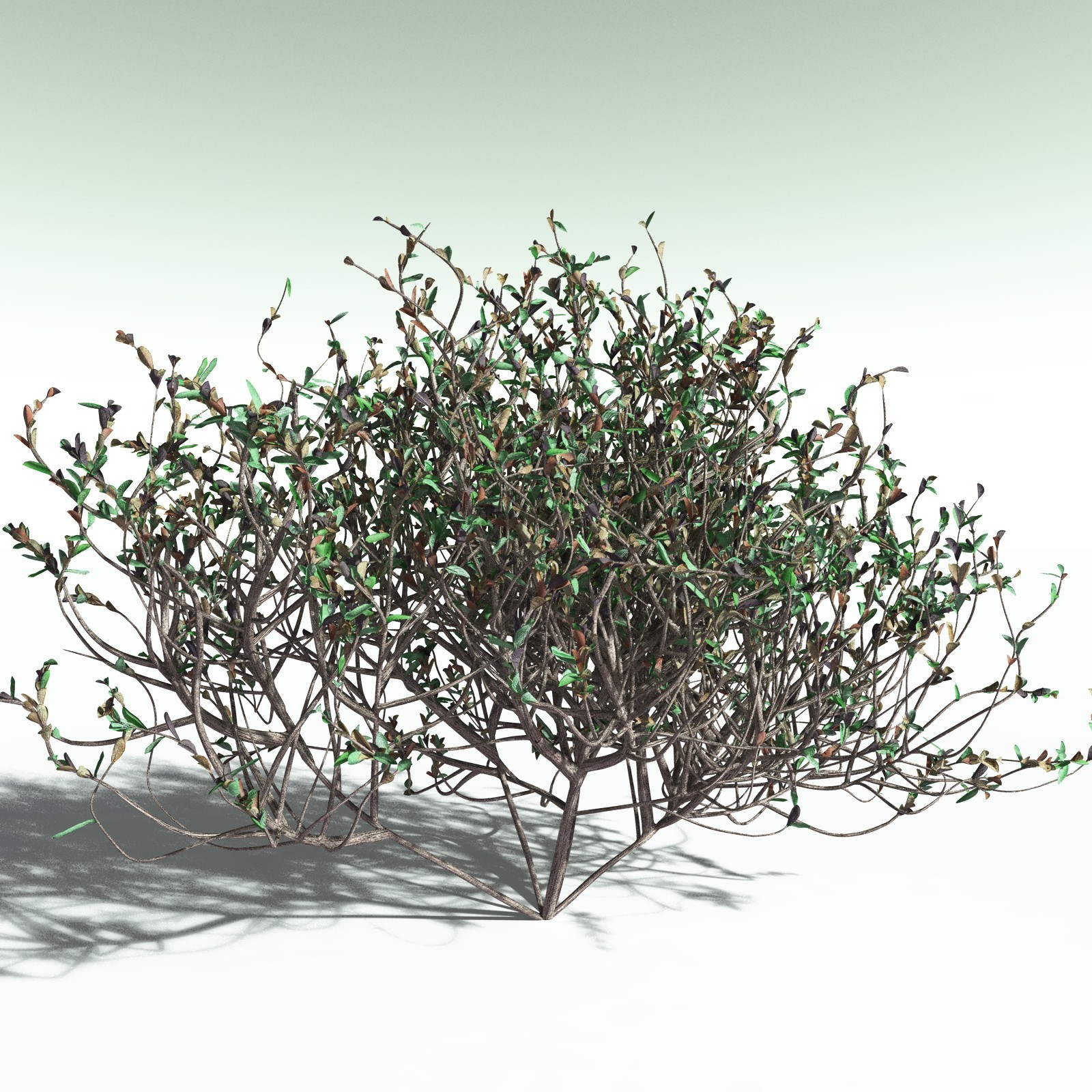EVERYPlant Nilad for Poser by N/A