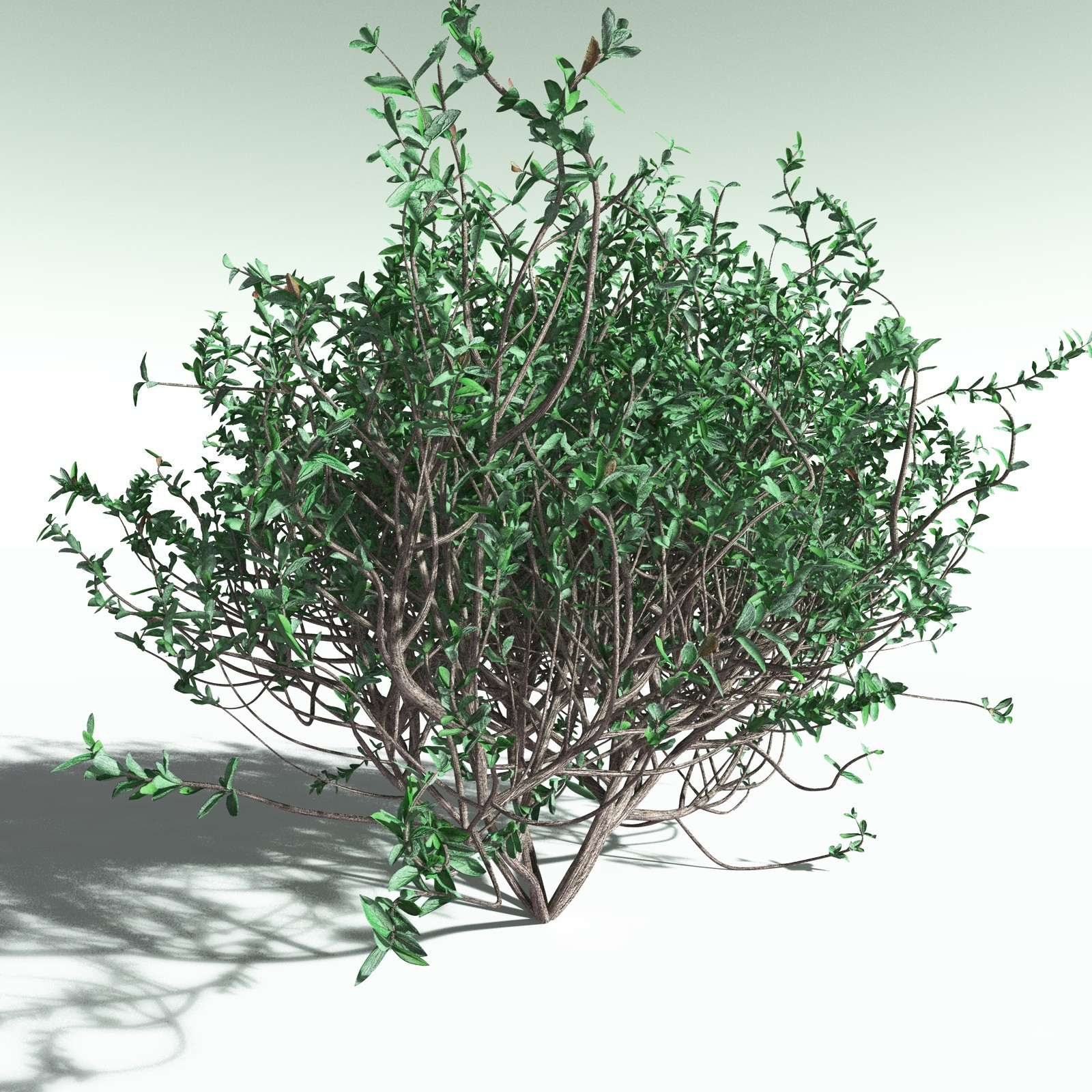 EVERYPlant Nilad for Poser by N/A