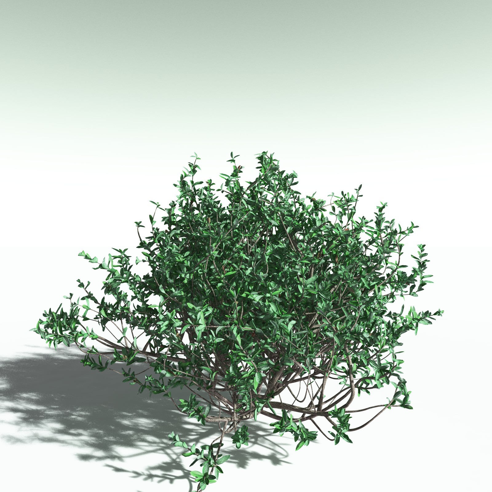 EVERYPlant Nilad for Poser by N/A