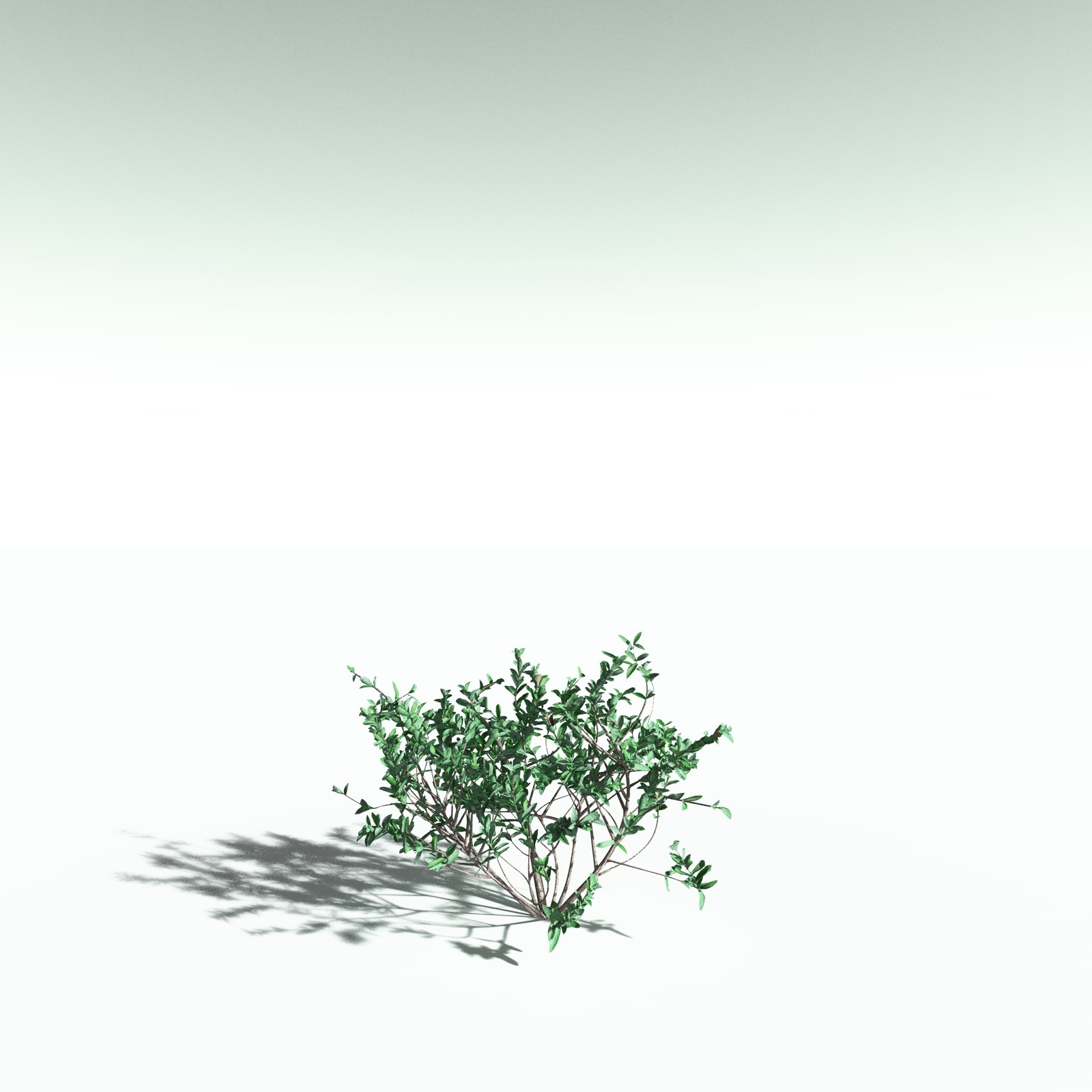 EVERYPlant Nilad for Poser by N/A