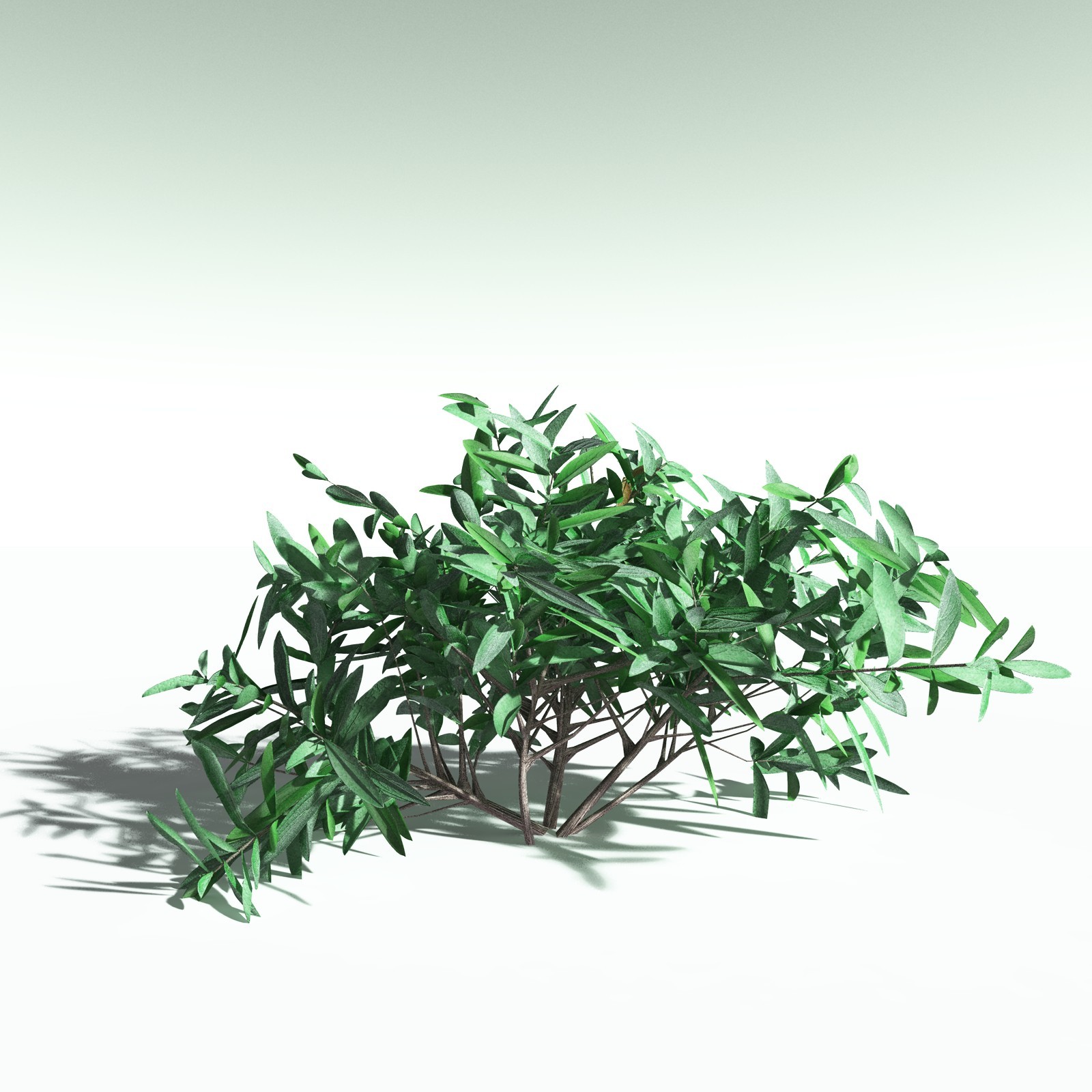 EVERYPlant Nilad for Poser by N/A