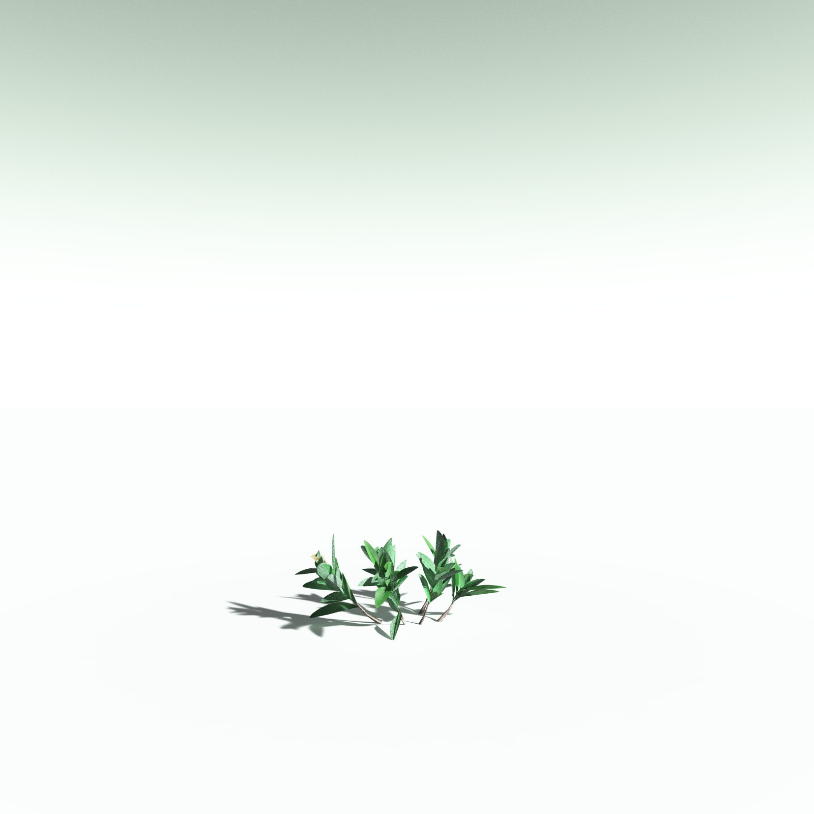 EVERYPlant Nilad for Poser by N/A