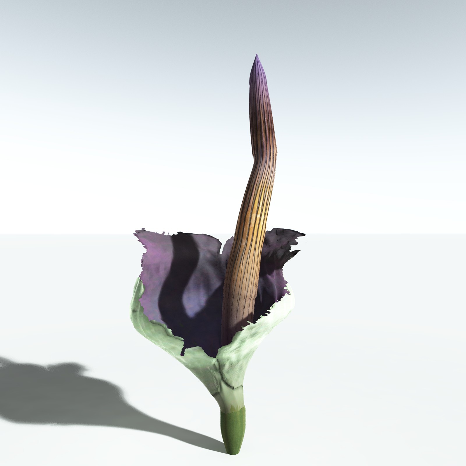 EVERYPlant Corpse Flower for Vue by N/A