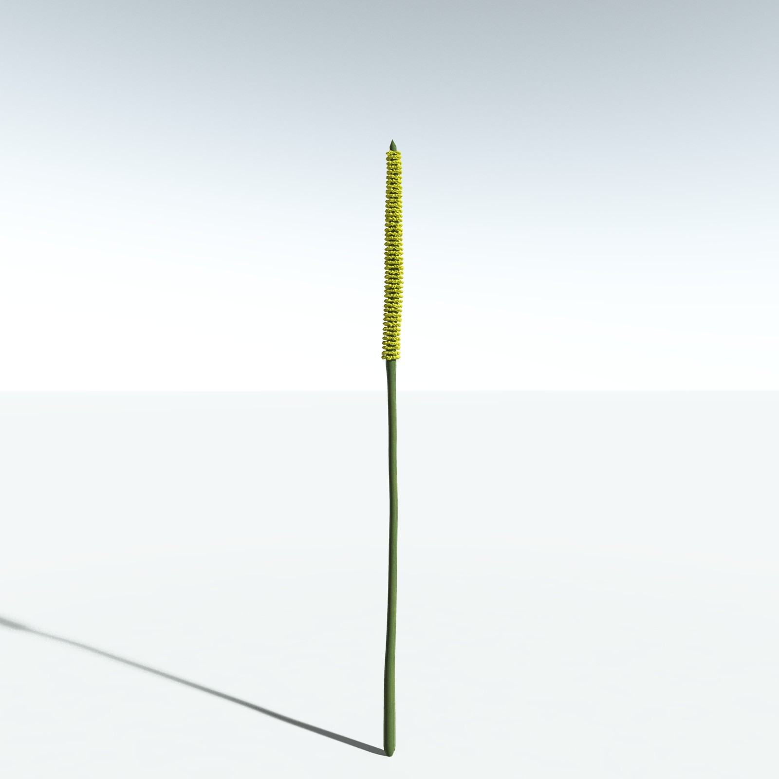 EVERYPlant Corpse Flower for Vue by N/A
