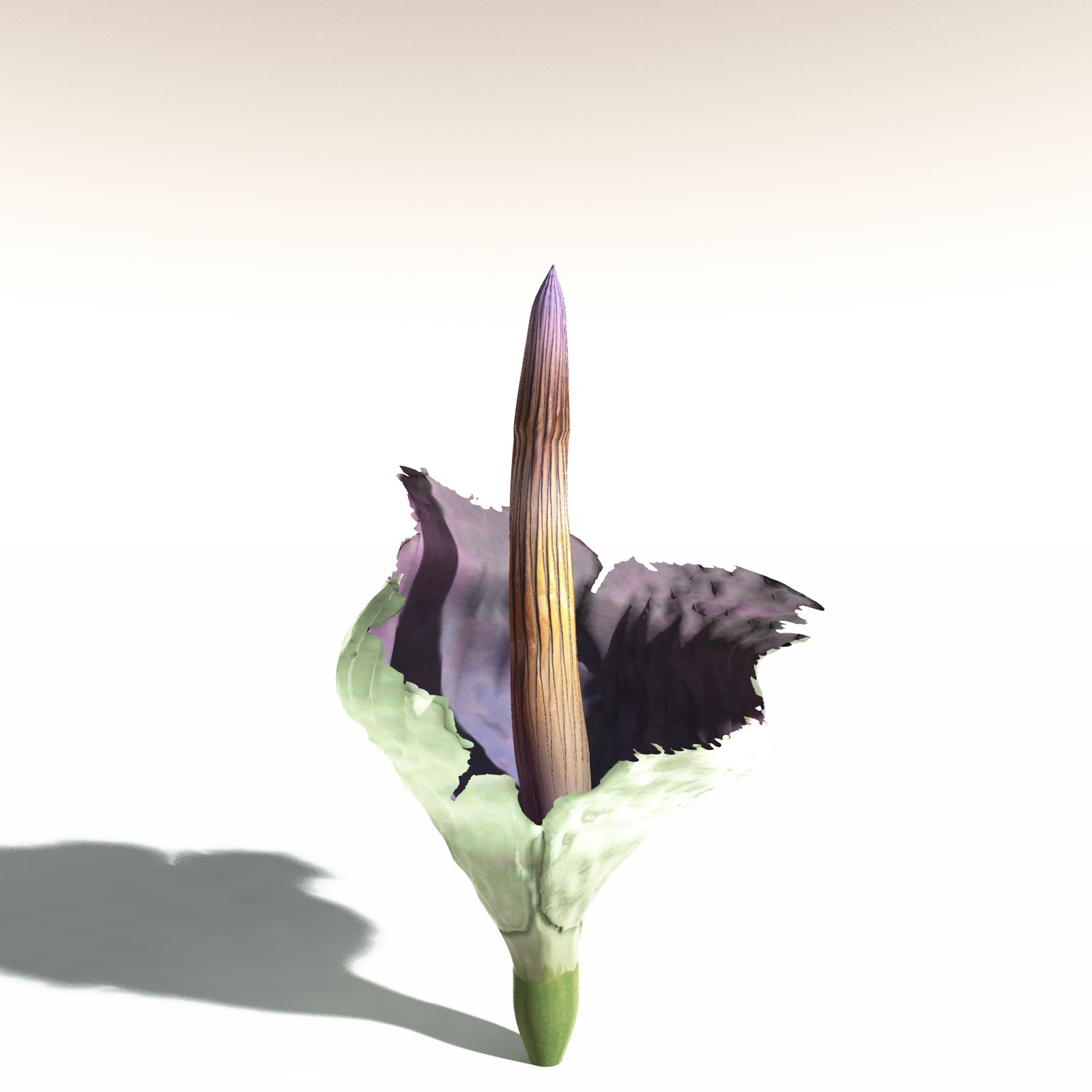 EVERYPlant Corpse Flower for Daz by N/A