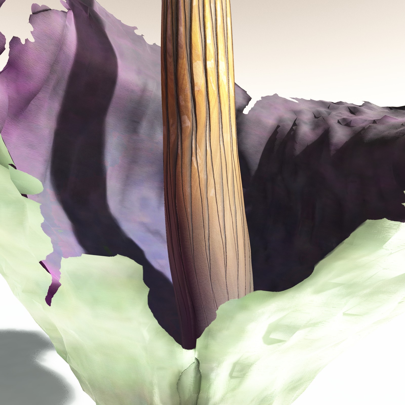EVERYPlant Corpse Flower for Daz by N/A